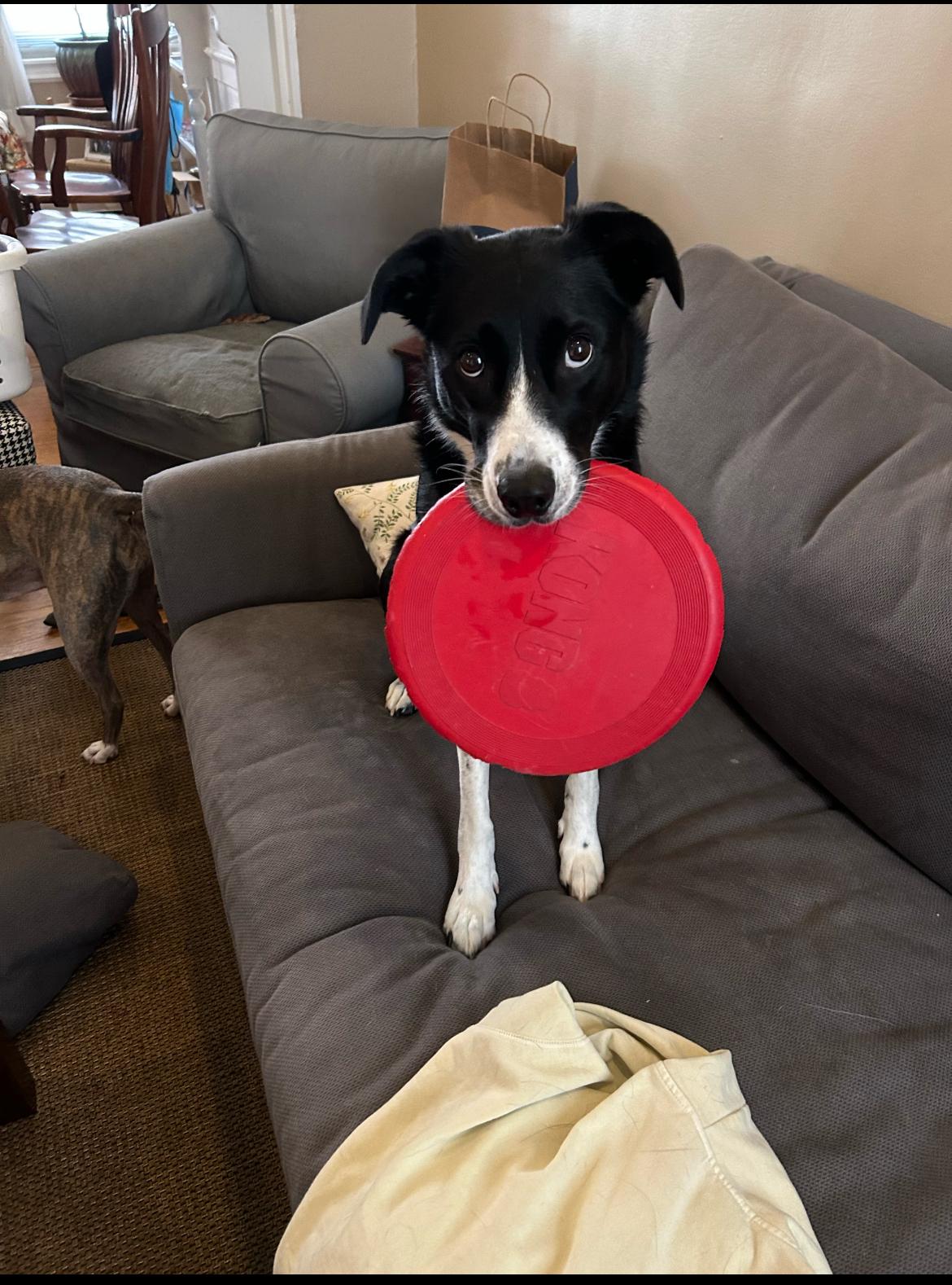 Enlarge Goose, an adopted Border Collie in Colmar, PA image 4/6