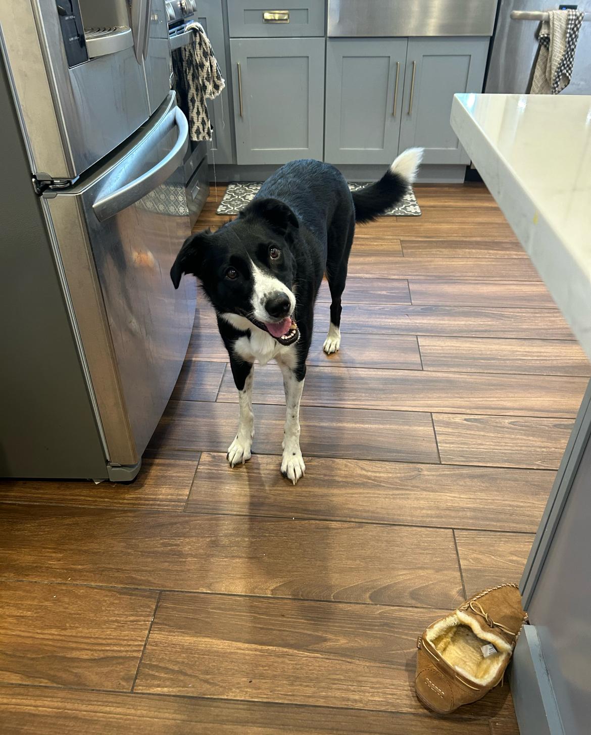 Enlarge Goose, an adopted Border Collie in Colmar, PA image 5/6