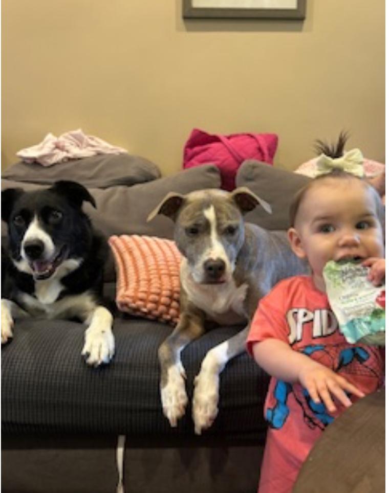 Enlarge Goose, an adopted Border Collie in Colmar, PA image 2/6