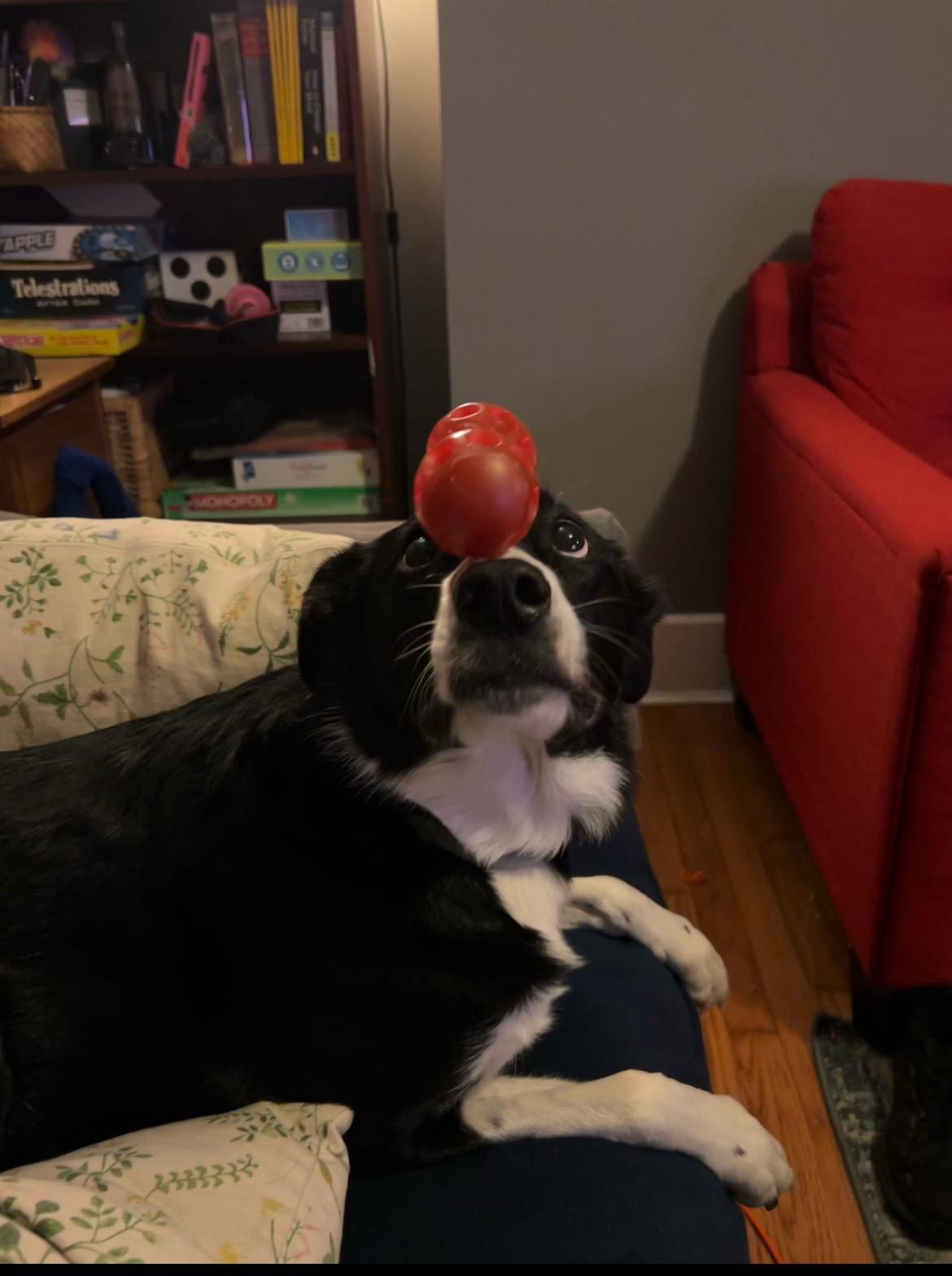 Enlarge Goose, an adopted Border Collie in Colmar, PA image 1/6
