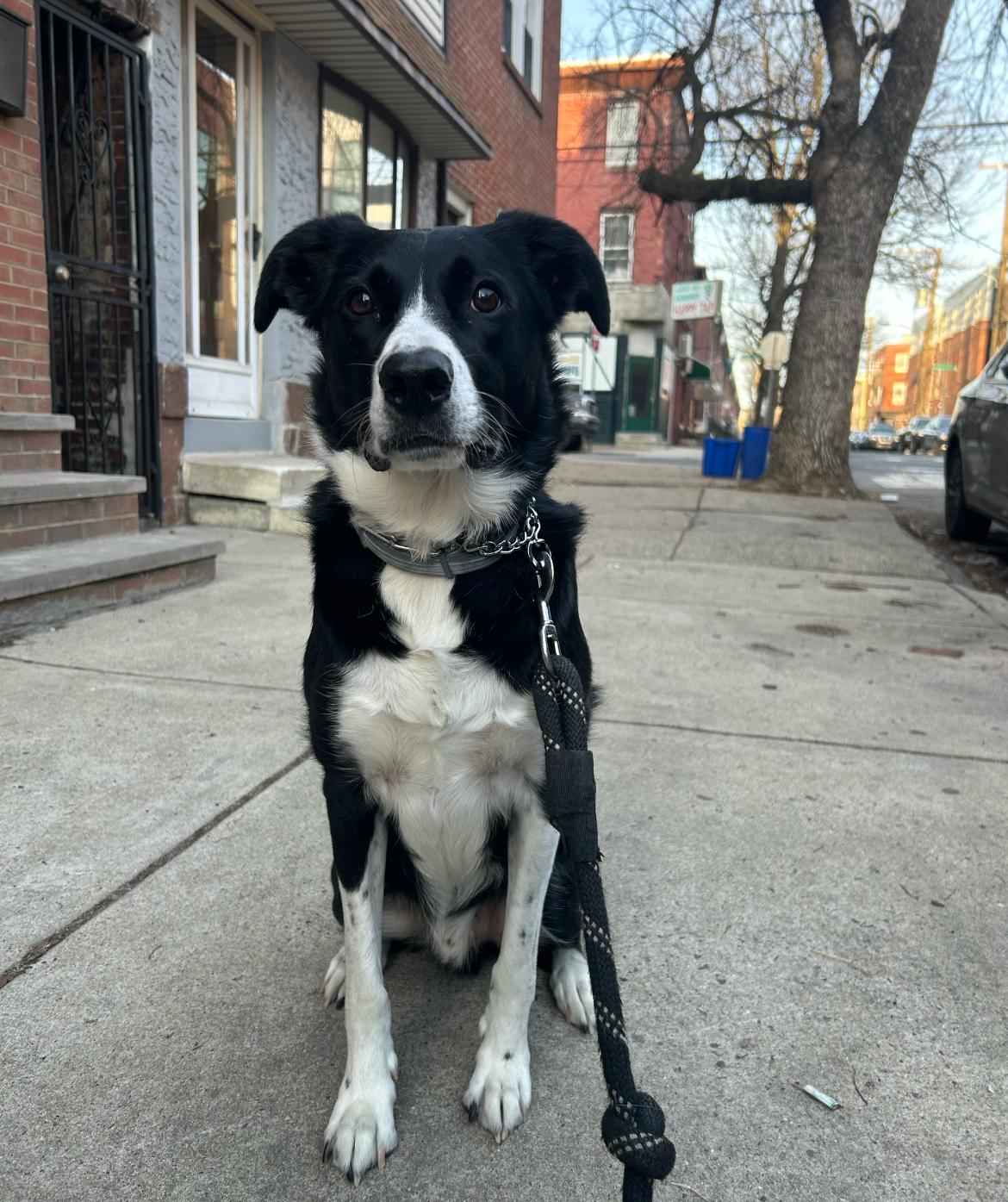 Enlarge Goose, an adopted Border Collie in Colmar, PA image 6/6