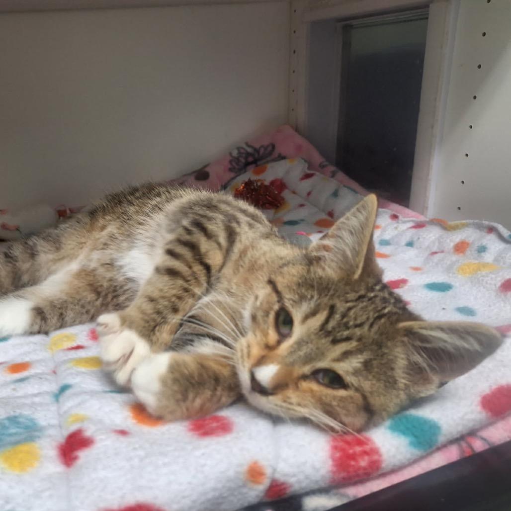 Schmidt, a Adoptable Domestic Short Hair in Albert Lea, MN image 1/6