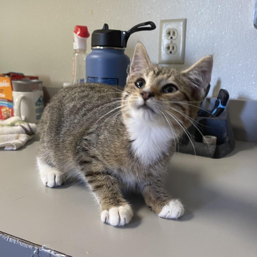 Schmidt, a Adoptable Domestic Short Hair in Albert Lea, MN image 2/6