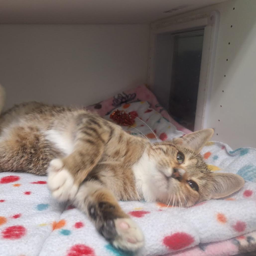 Schmidt, a Adoptable Domestic Short Hair in Albert Lea, MN image 3/6