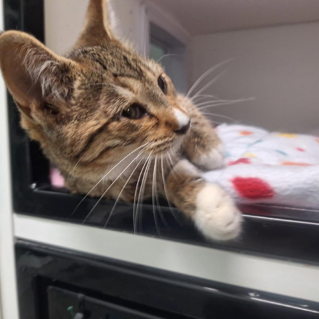 Schmidt, a Adoptable Domestic Short Hair in Albert Lea, MN image 4/6