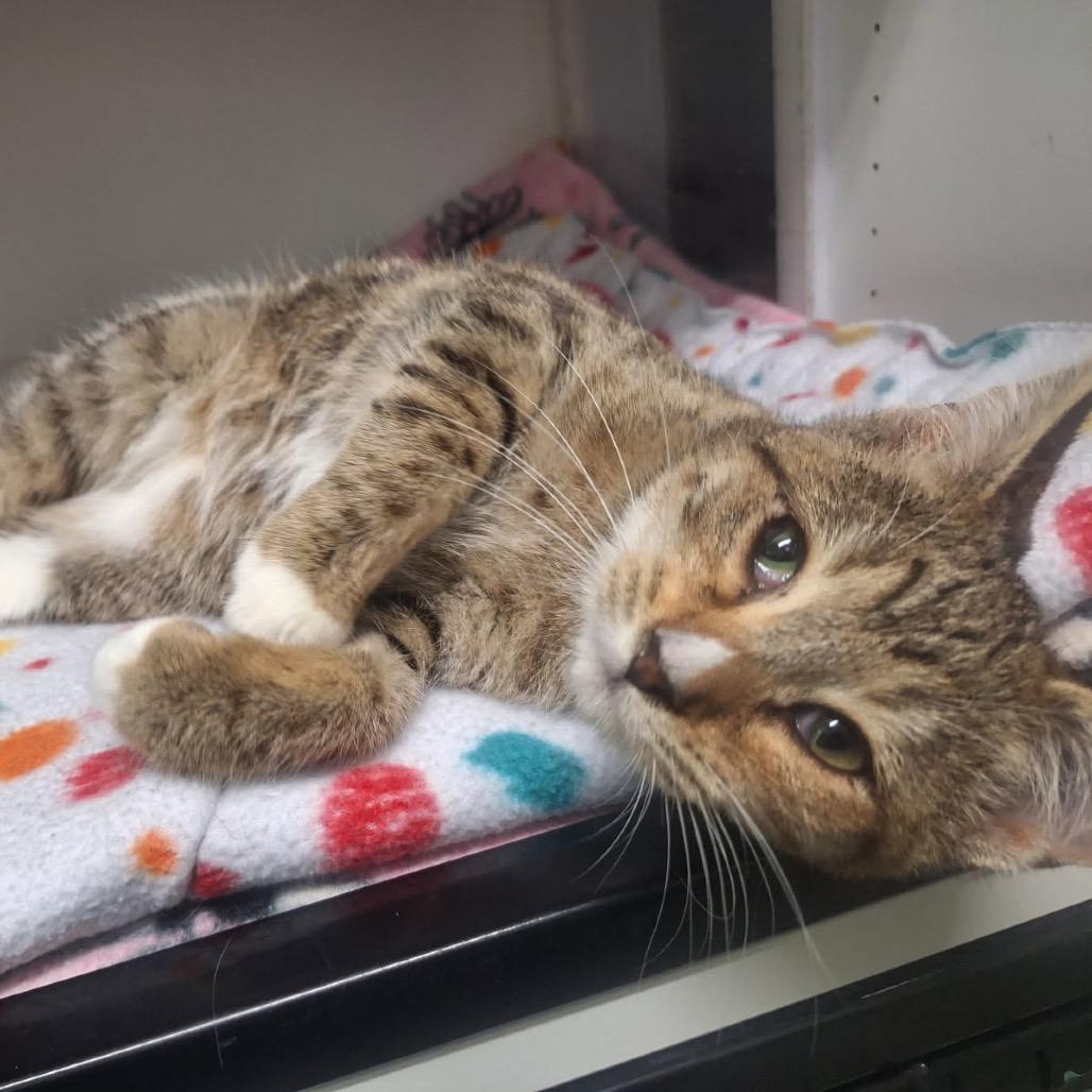 Schmidt, a Adoptable Domestic Short Hair in Albert Lea, MN image 5/6