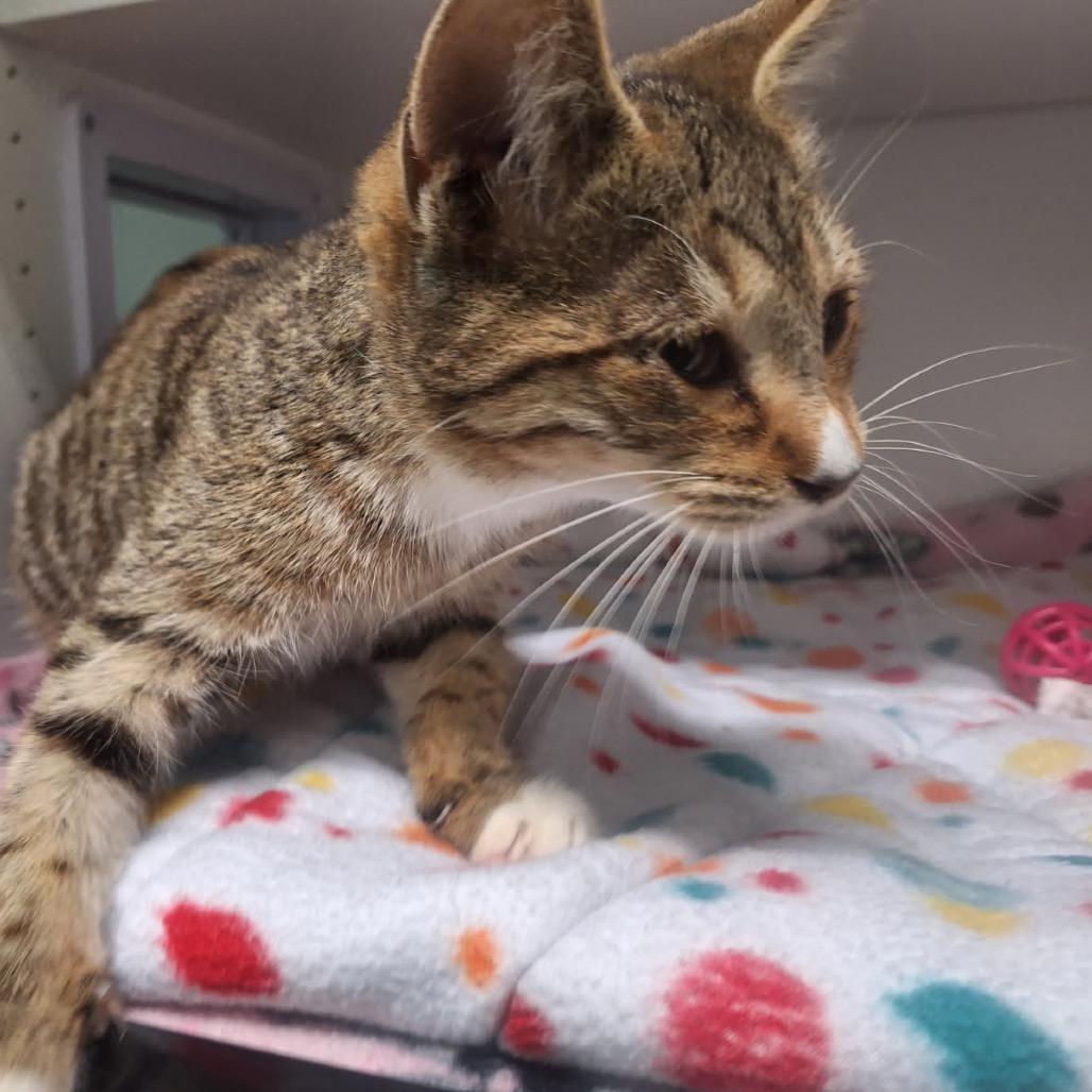 Schmidt, a Adoptable Domestic Short Hair in Albert Lea, MN image 6/6