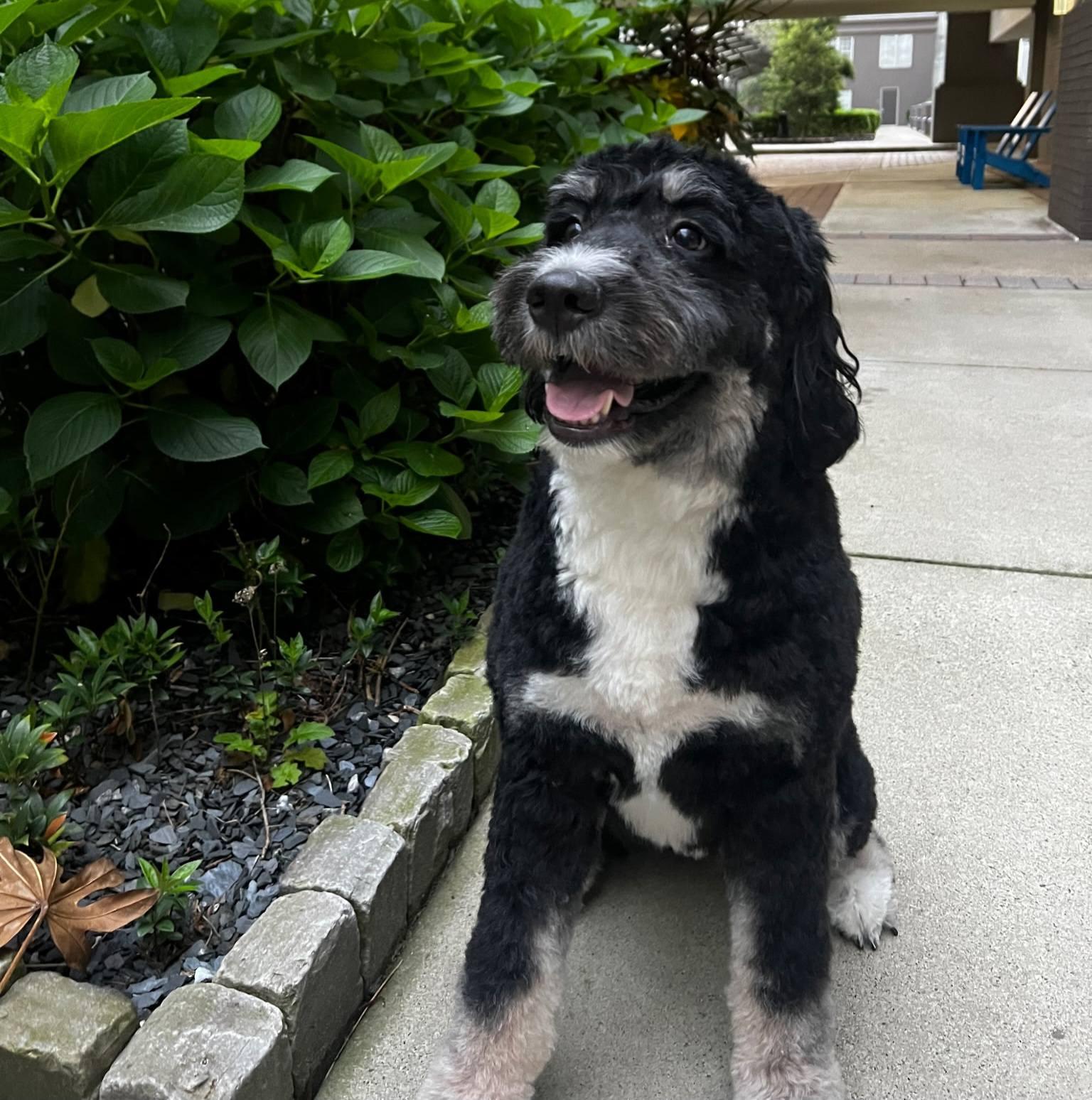 Enlarge Sienna, a ADOPTABLE Bernedoodle in Marietta, GA image 1/4
