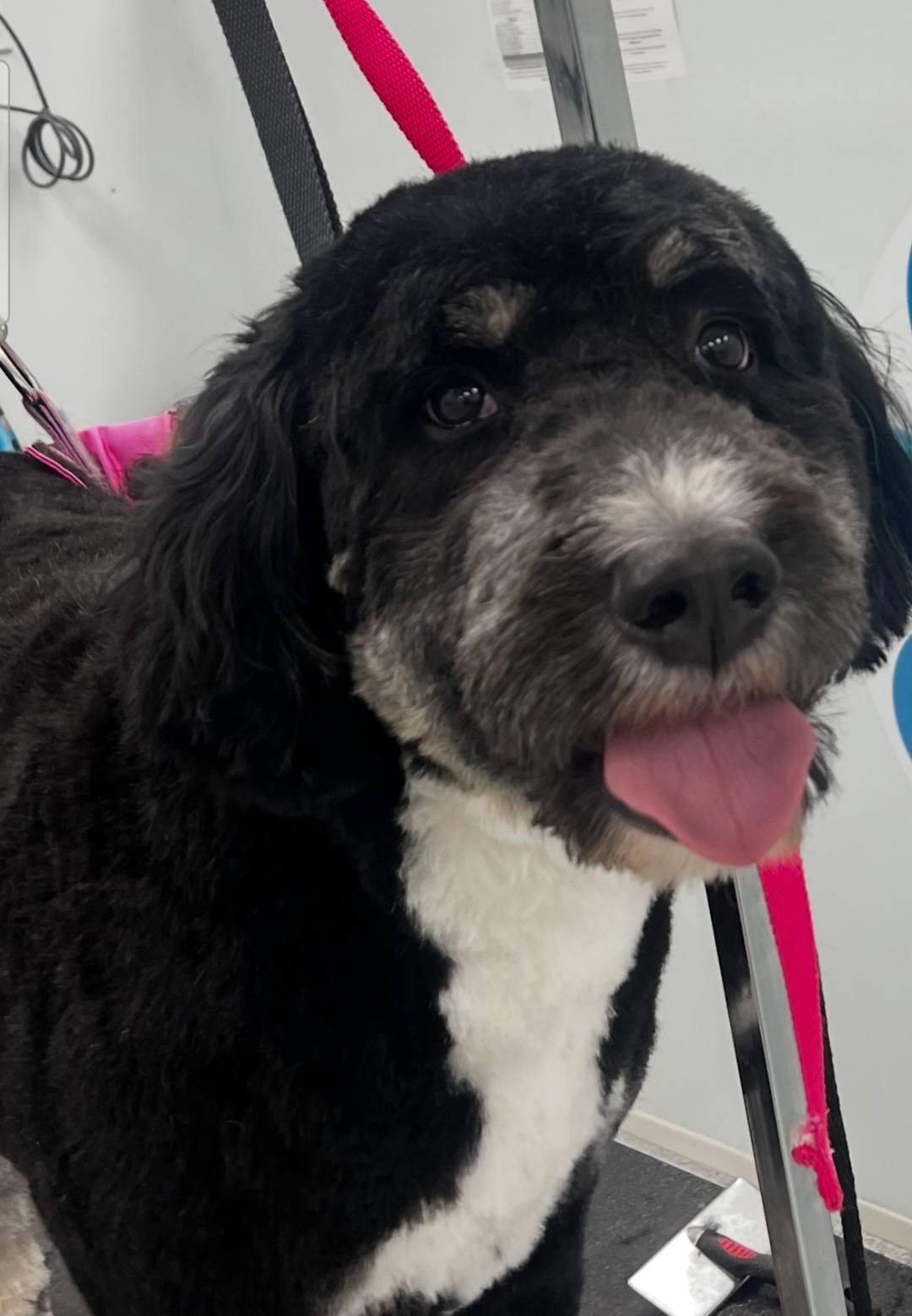 Enlarge Sienna, a ADOPTABLE Bernedoodle in Marietta, GA image 4/4