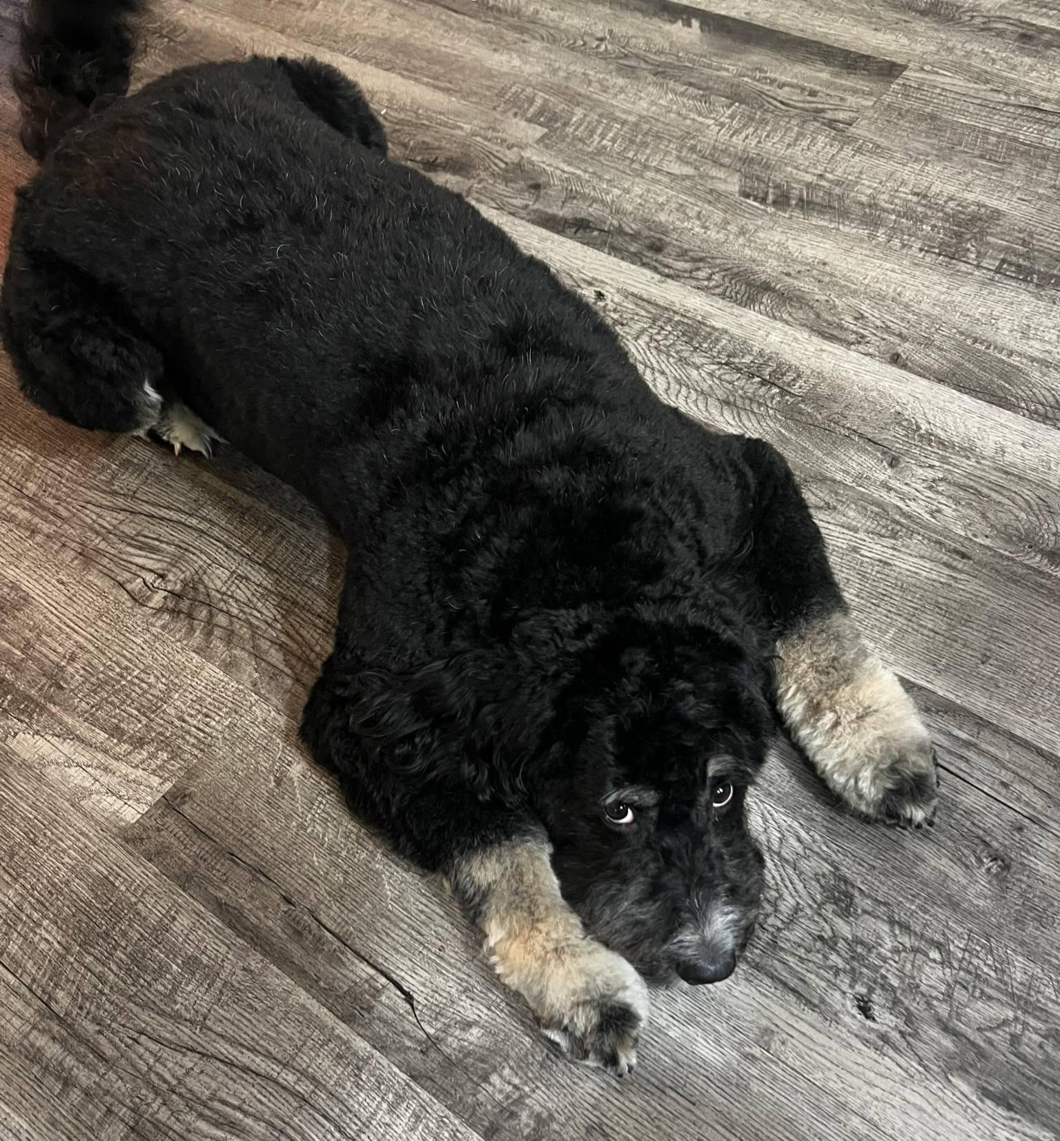 Enlarge Sienna, a ADOPTABLE Bernedoodle in Marietta, GA image 3/4