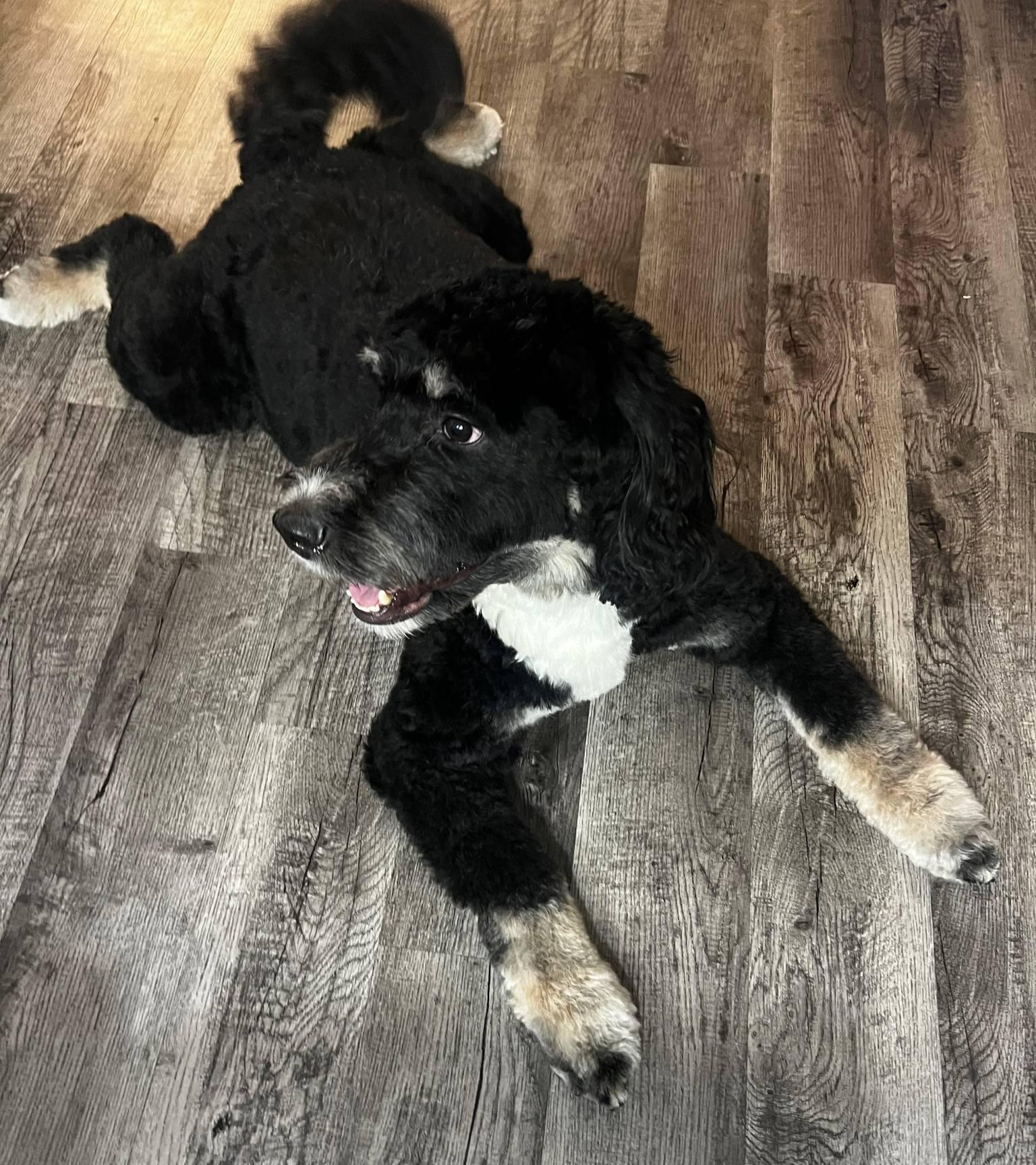 Enlarge Sienna, a ADOPTABLE Bernedoodle in Marietta, GA image 2/4