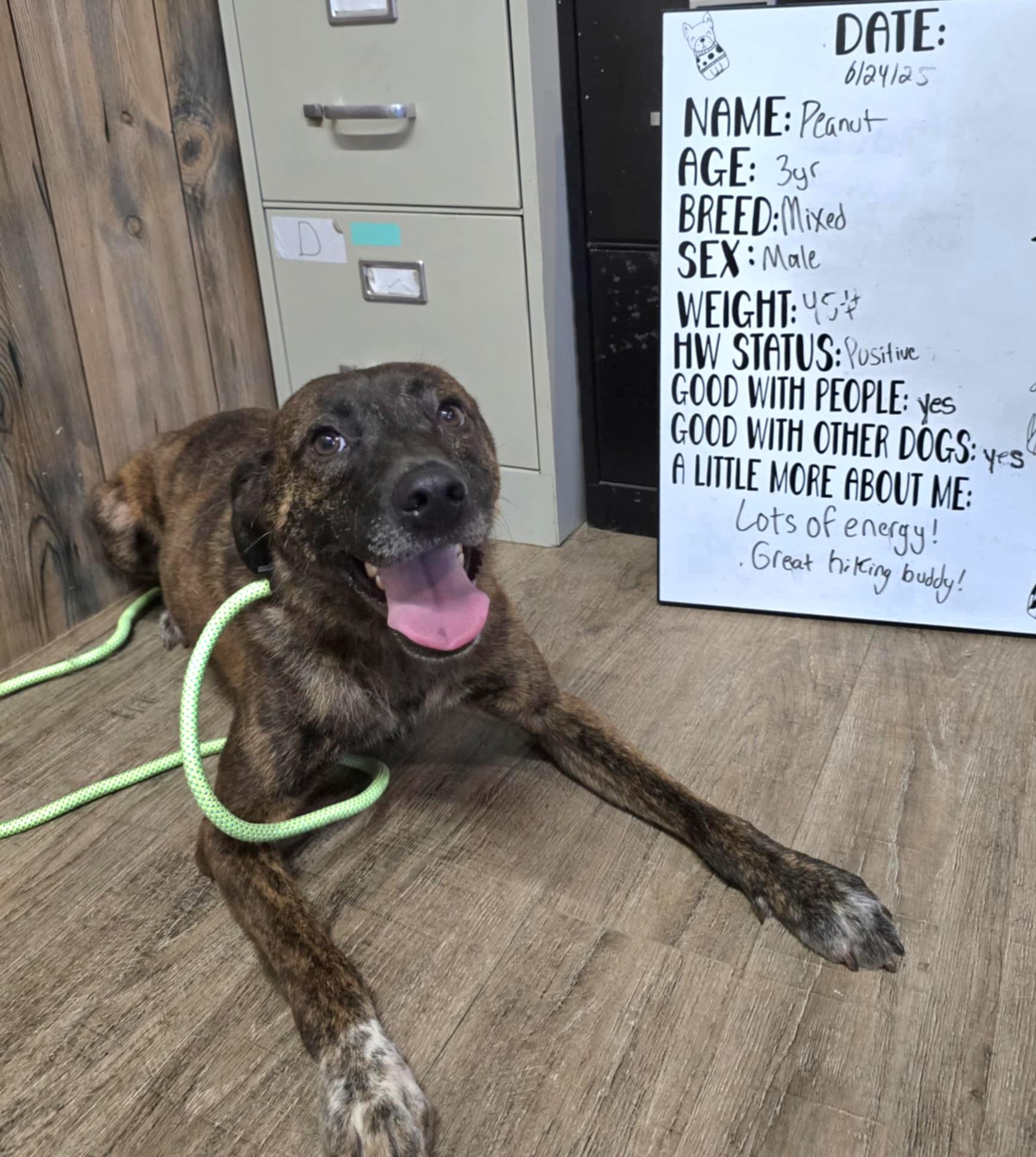 Peanut, Adoptable, Young Male Mountain Cur.