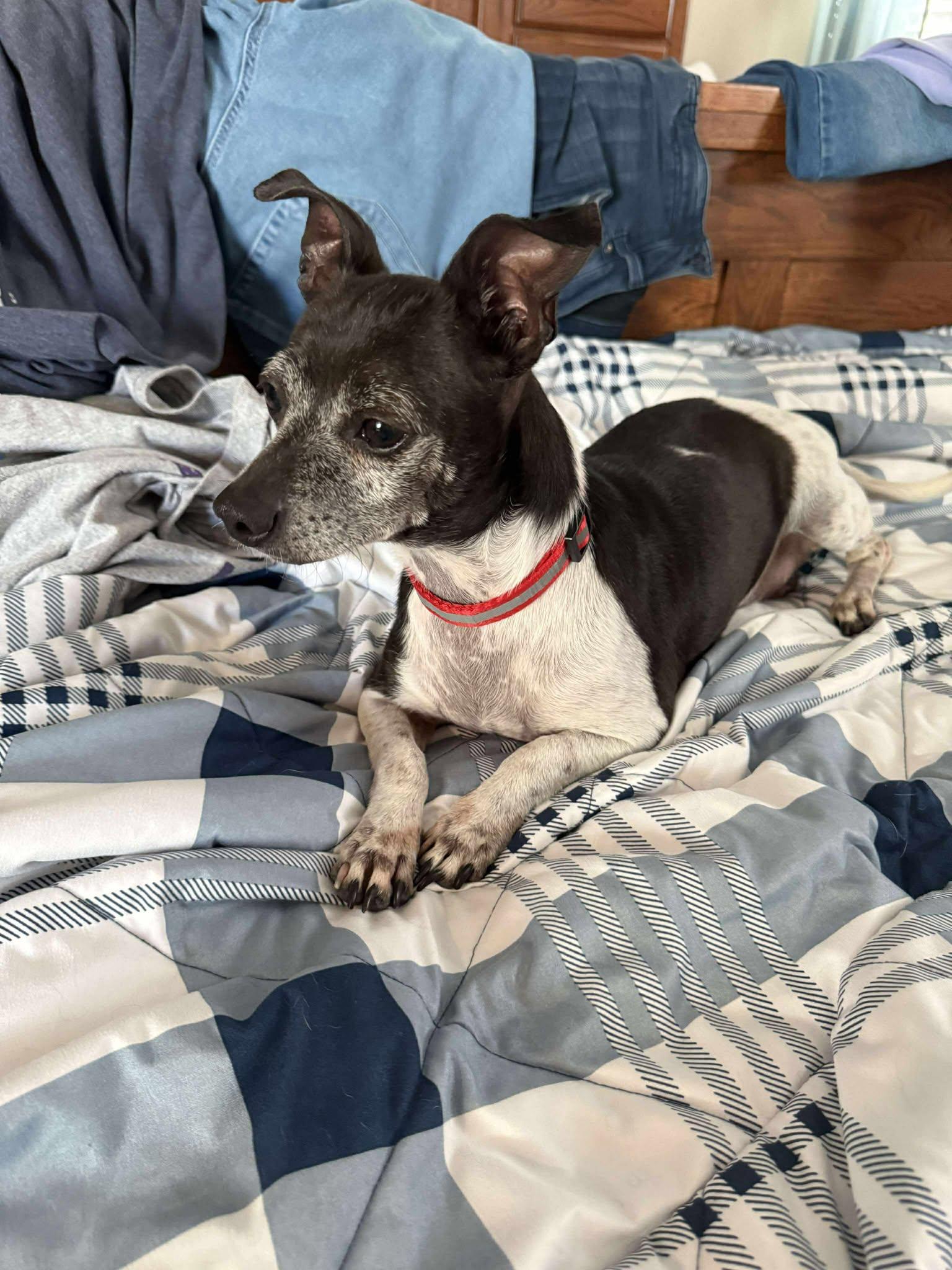 Enlarge Shorty, an adopted mixed breed in West Warwick, RI image 2/4