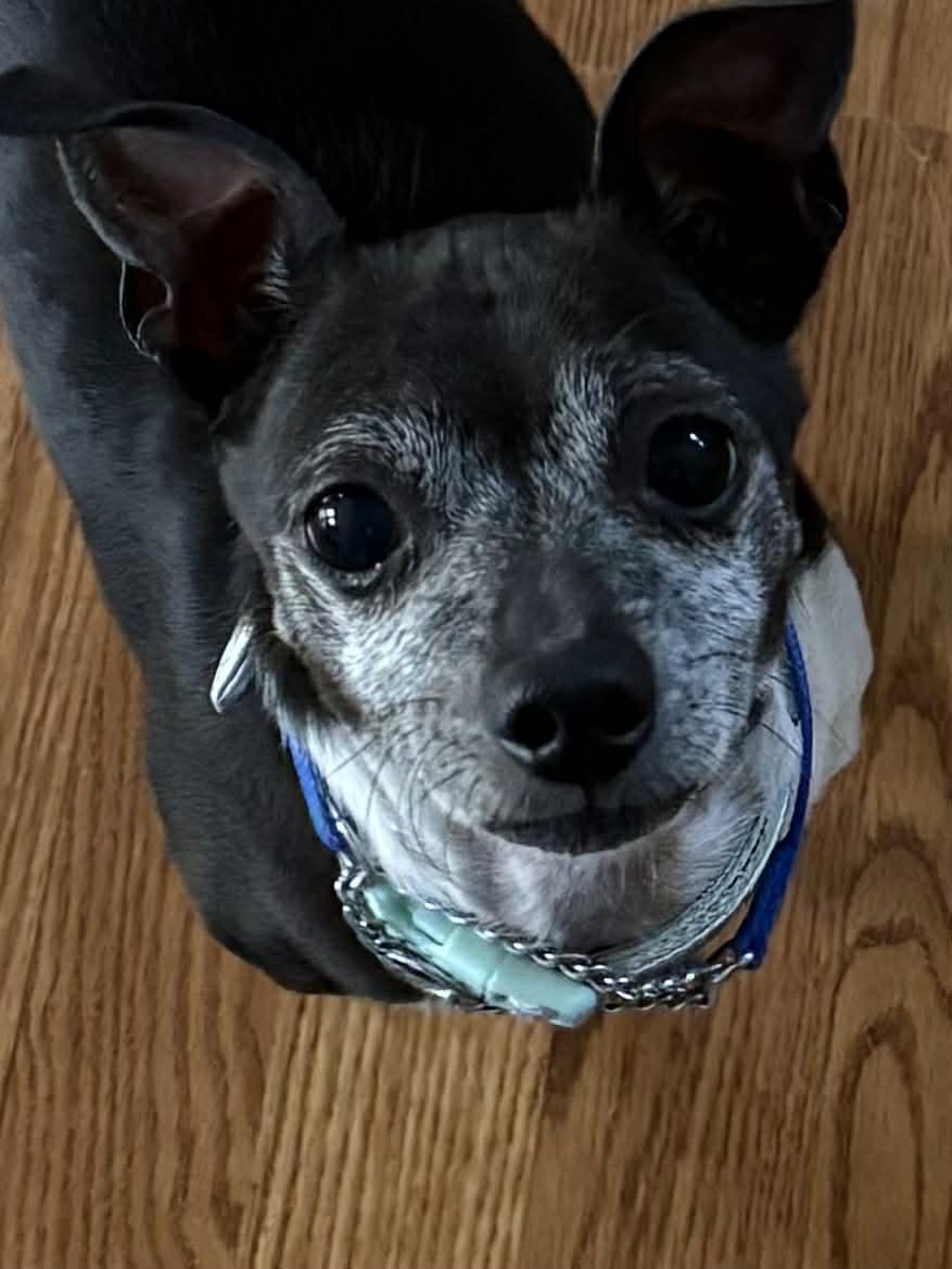 Enlarge Shorty, an adopted mixed breed in West Warwick, RI image 4/4