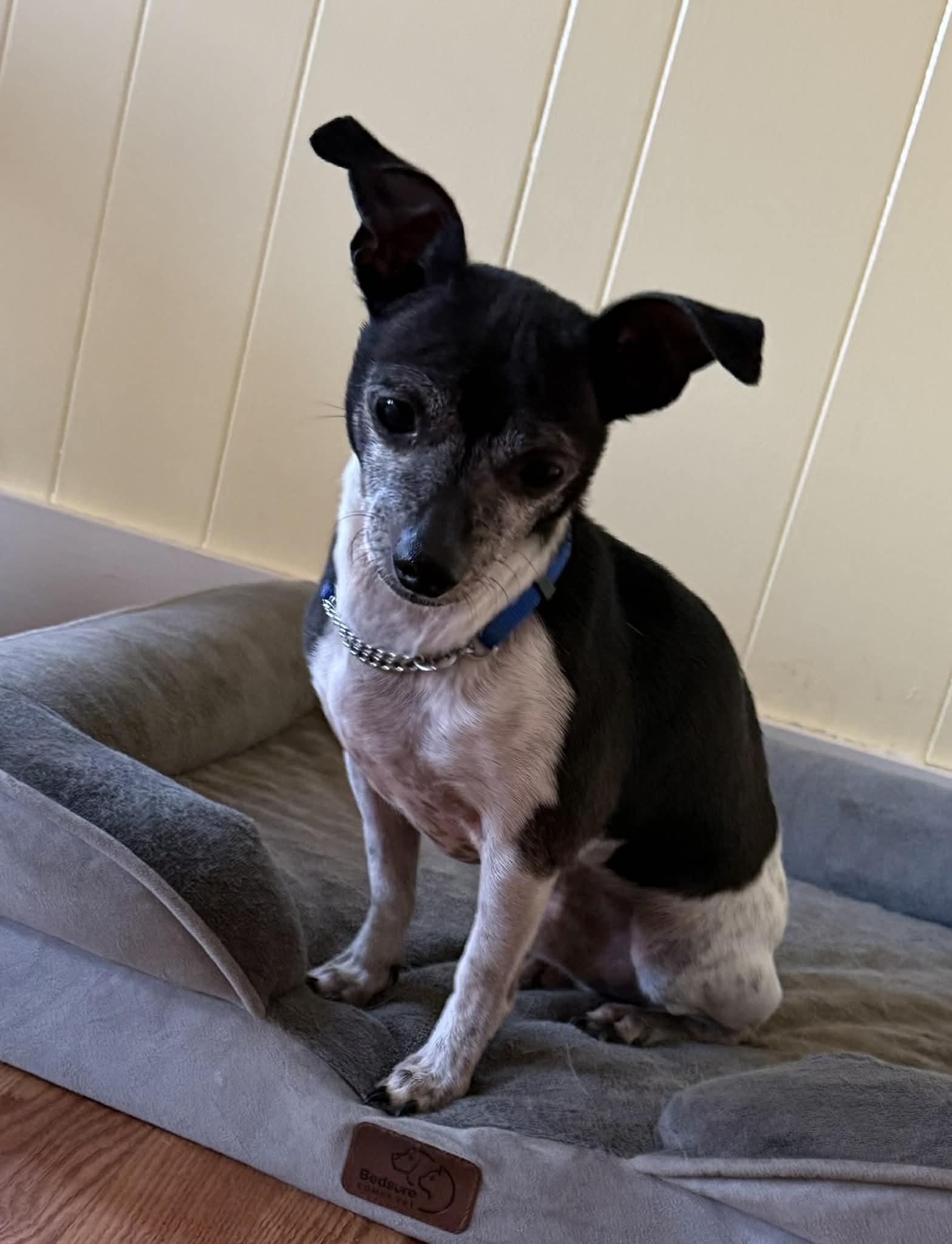 Shorty, adopted, Adult Male Chihuahua & Jack Russell Terrier.