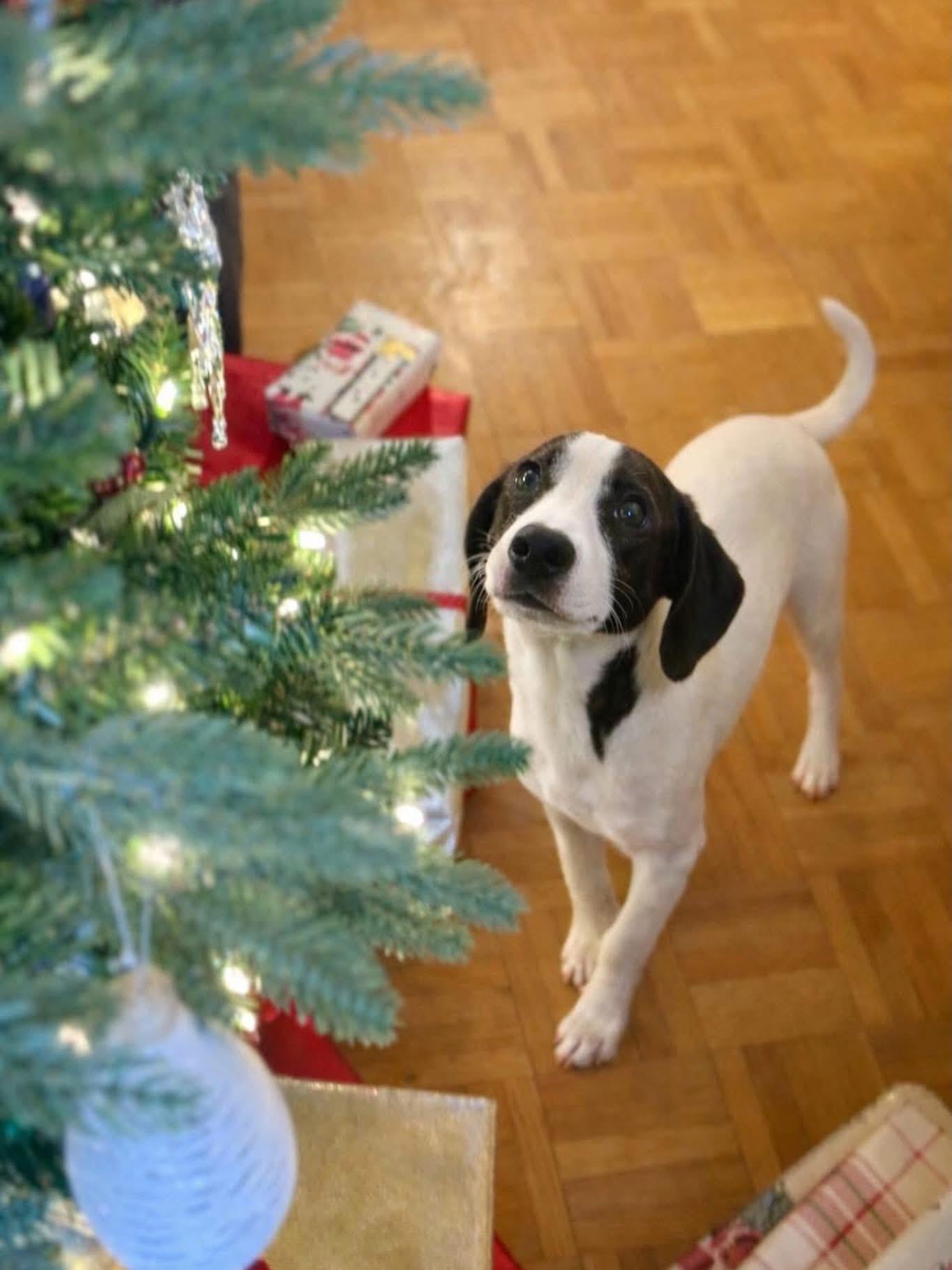 Twix, ADOPTABLE, Puppy Male Beagle.