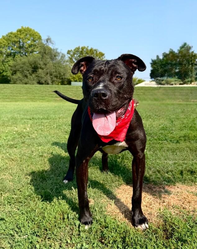 Prince, Adoptable, Adult Male Pit Bull Terrier.