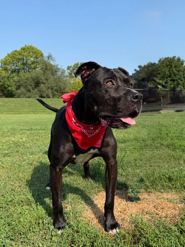 Enlarge Prince, a Adoptable Pit Bull Terrier in Maryville, TN image 2/6