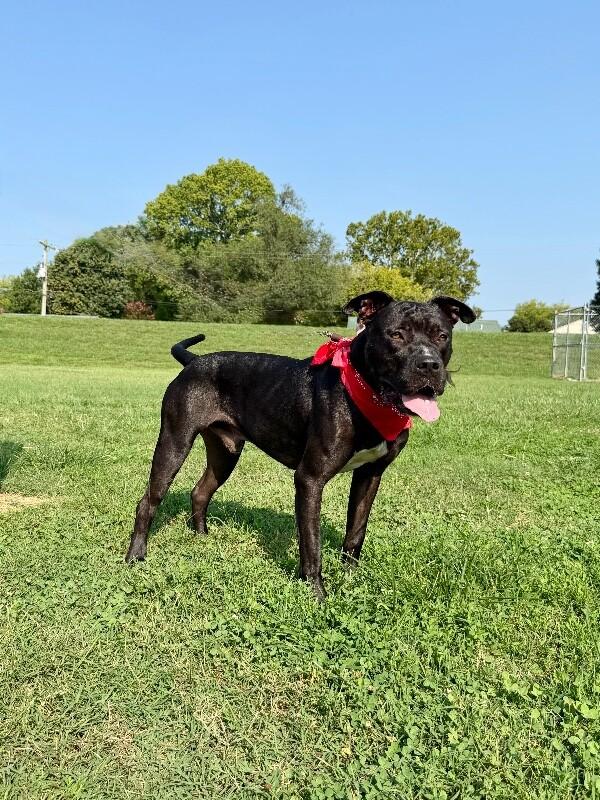 Enlarge Prince, a Adoptable Pit Bull Terrier in Maryville, TN image 3/6