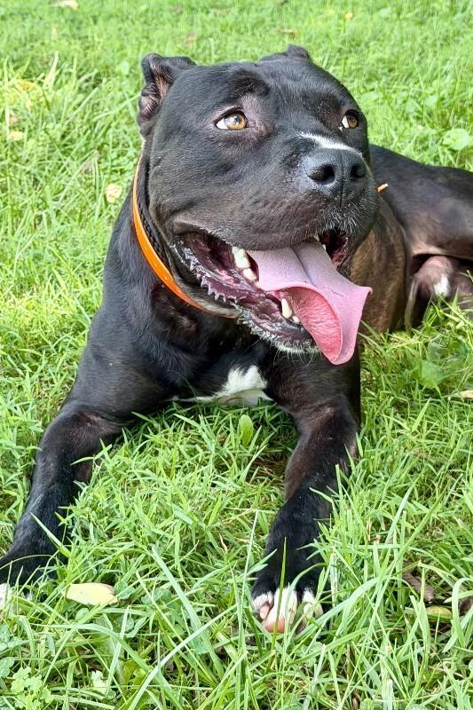 Enlarge Prince, a Adoptable Pit Bull Terrier in Maryville, TN image 4/6
