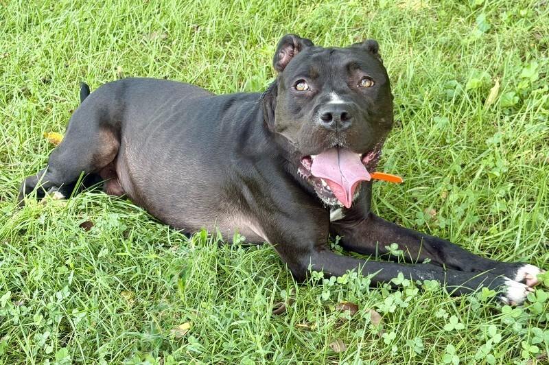 Enlarge Prince, a Adoptable Pit Bull Terrier in Maryville, TN image 5/6
