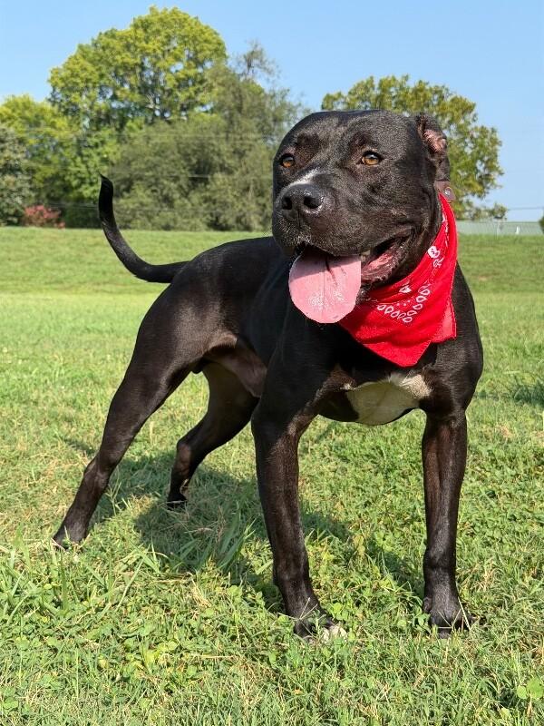 Enlarge Prince, a Adoptable Pit Bull Terrier in Maryville, TN image 6/6