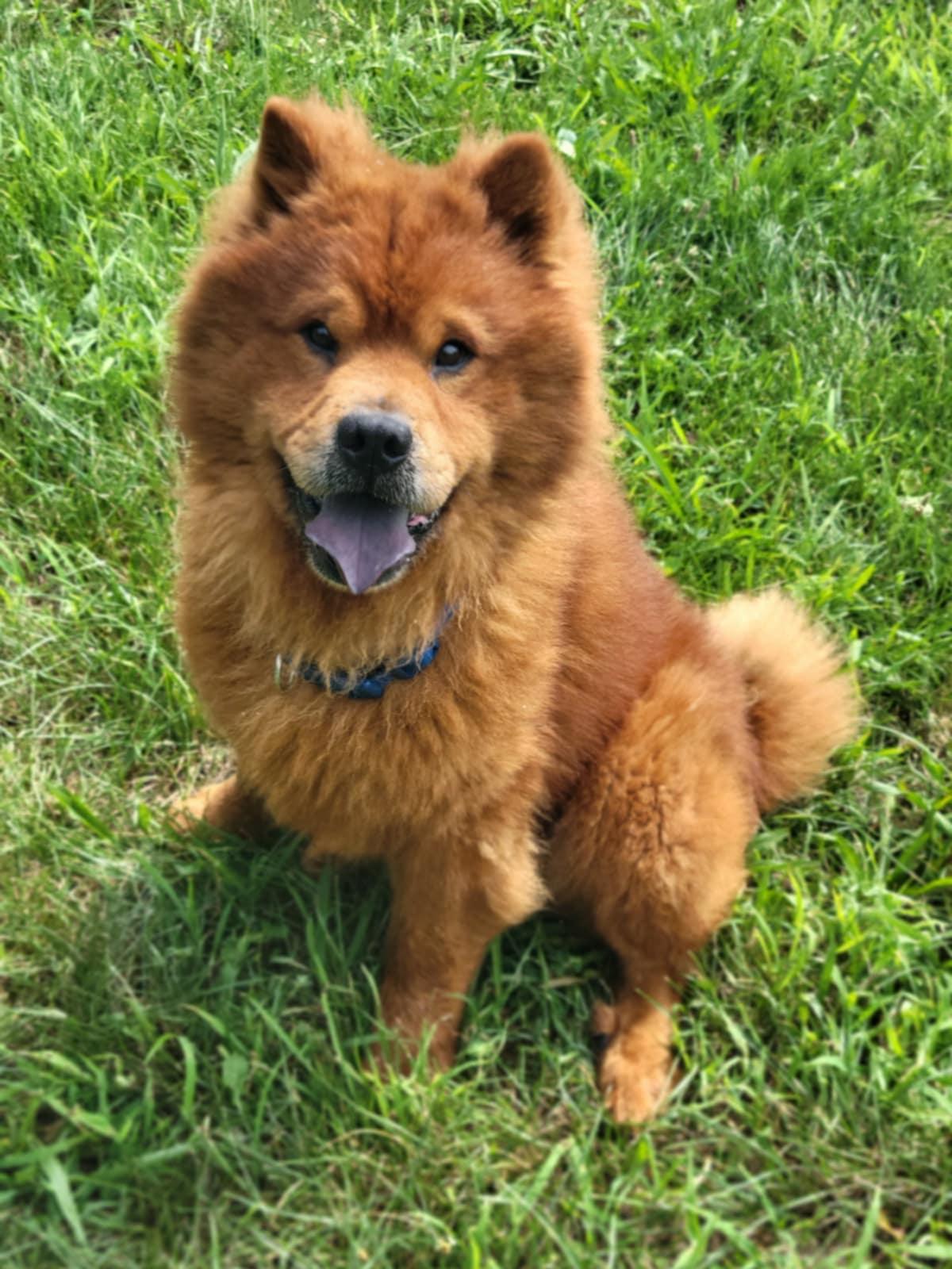 Mufasa