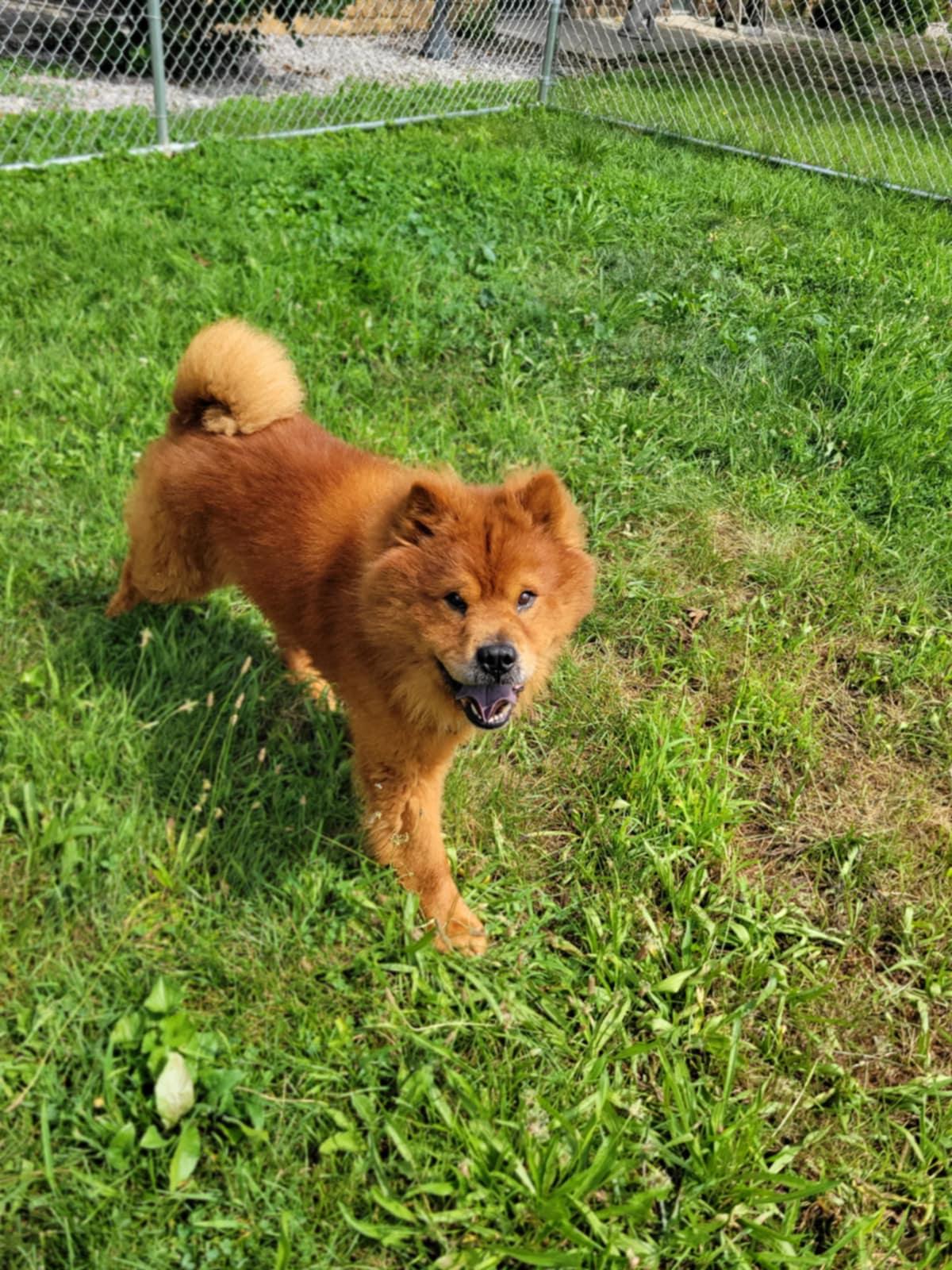 Mufasa