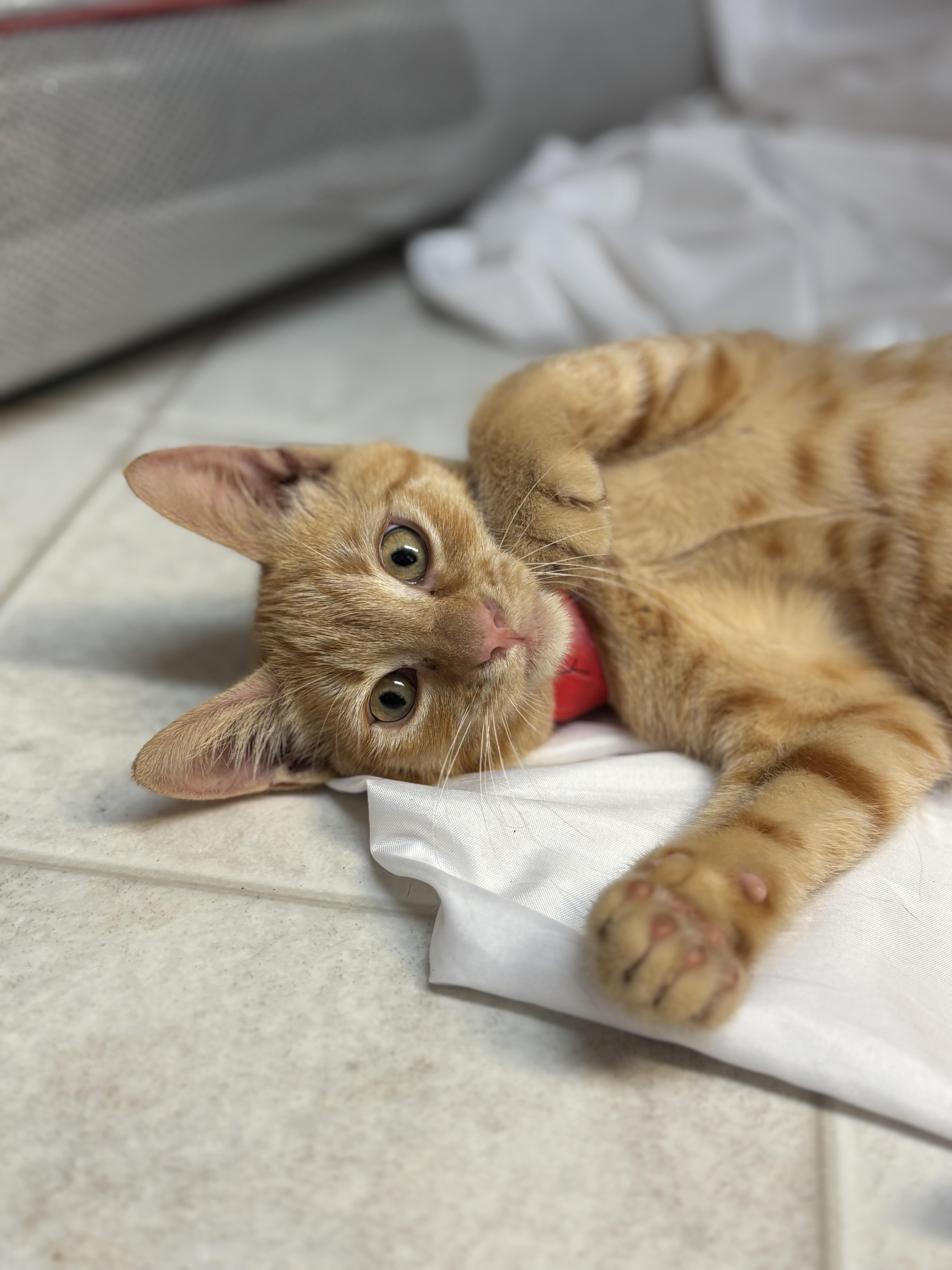 Glen, a Adopted Domestic Short Hair in Eugene, OR image 1/4