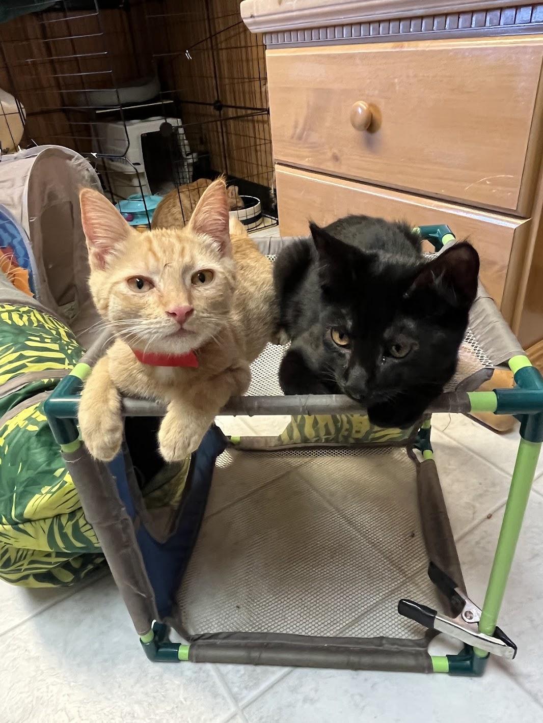 Glen, a Adopted Domestic Short Hair in Eugene, OR image 3/4