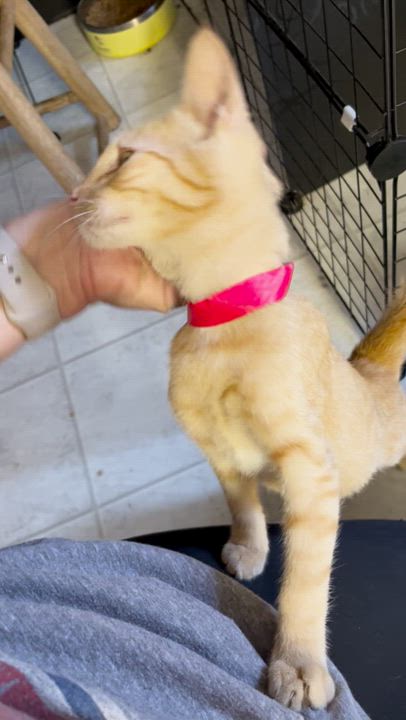 Enlarge Glen, a Adopted Domestic Short Hair in Eugene, OR video 4/4