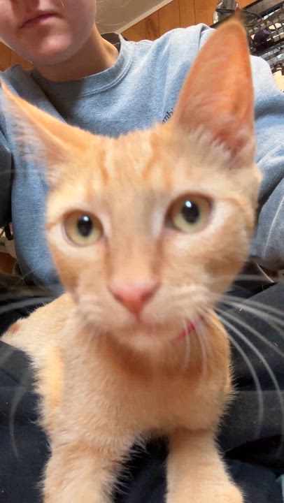 Enlarge Glen, a Adopted Domestic Short Hair in Eugene, OR video 2/4