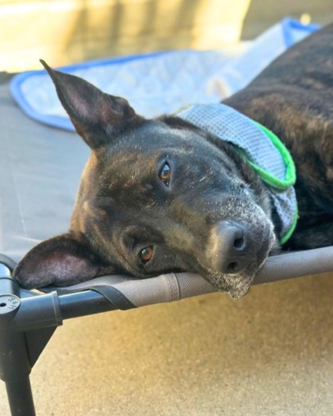 Enlarge Jordis (Sweet Girl), a Adoptable mixed breed in Valley Village, CA image 2/6