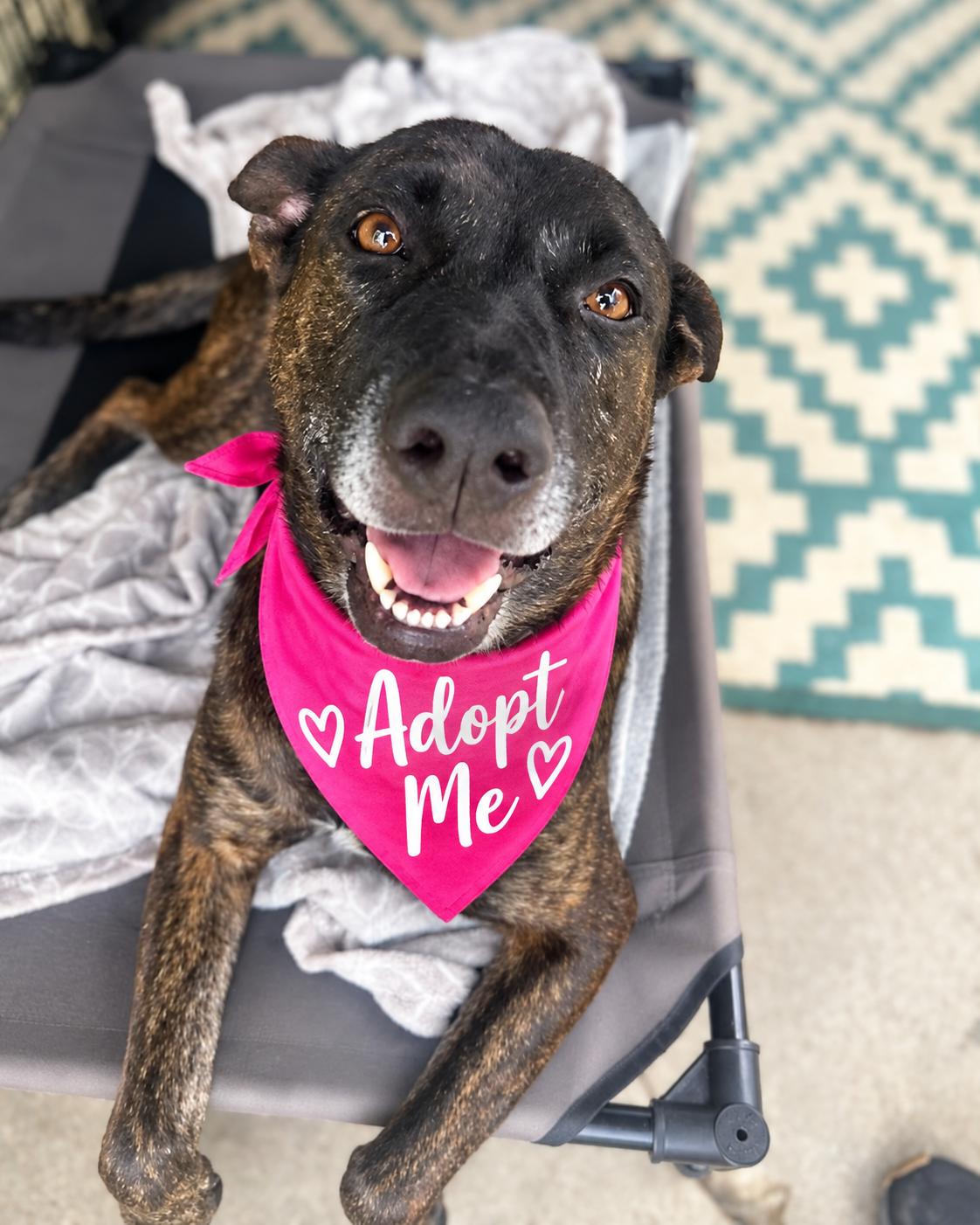 Enlarge Jordis (Sweet Girl), a Adoptable mixed breed in Valley Village, CA image 6/6