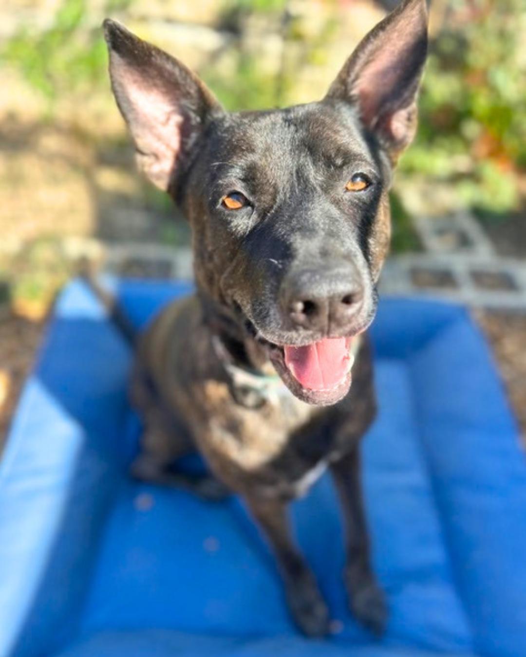 Jordis (Sweet Girl), Adoptable, Adult Female Plott Hound & Shepherd.