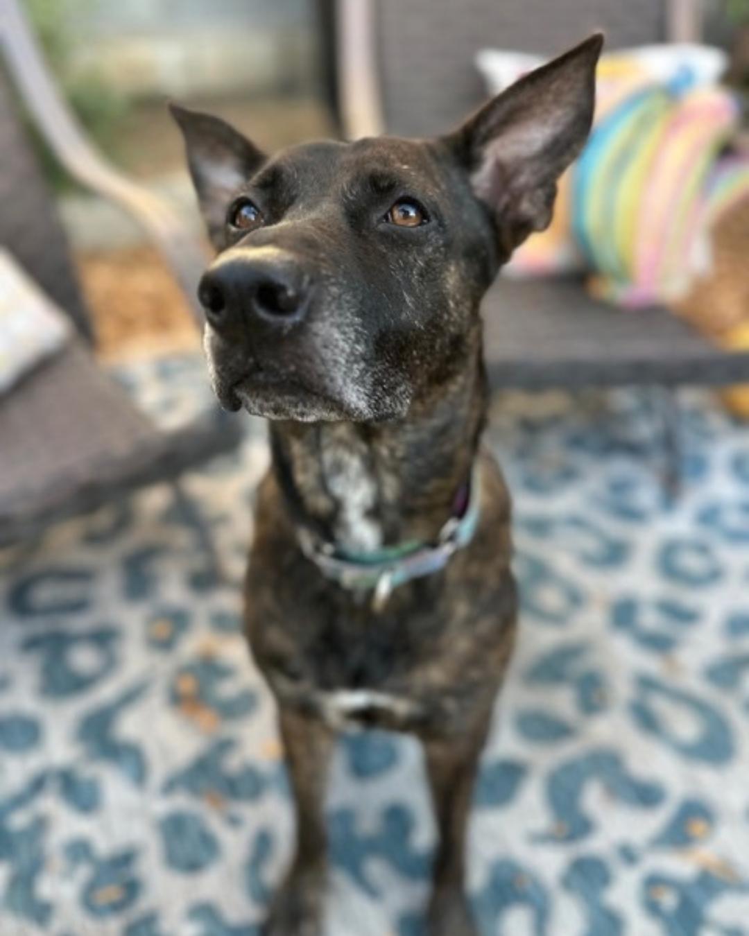 Enlarge Jordis (Sweet Girl), a Adoptable mixed breed in Valley Village, CA image 5/6