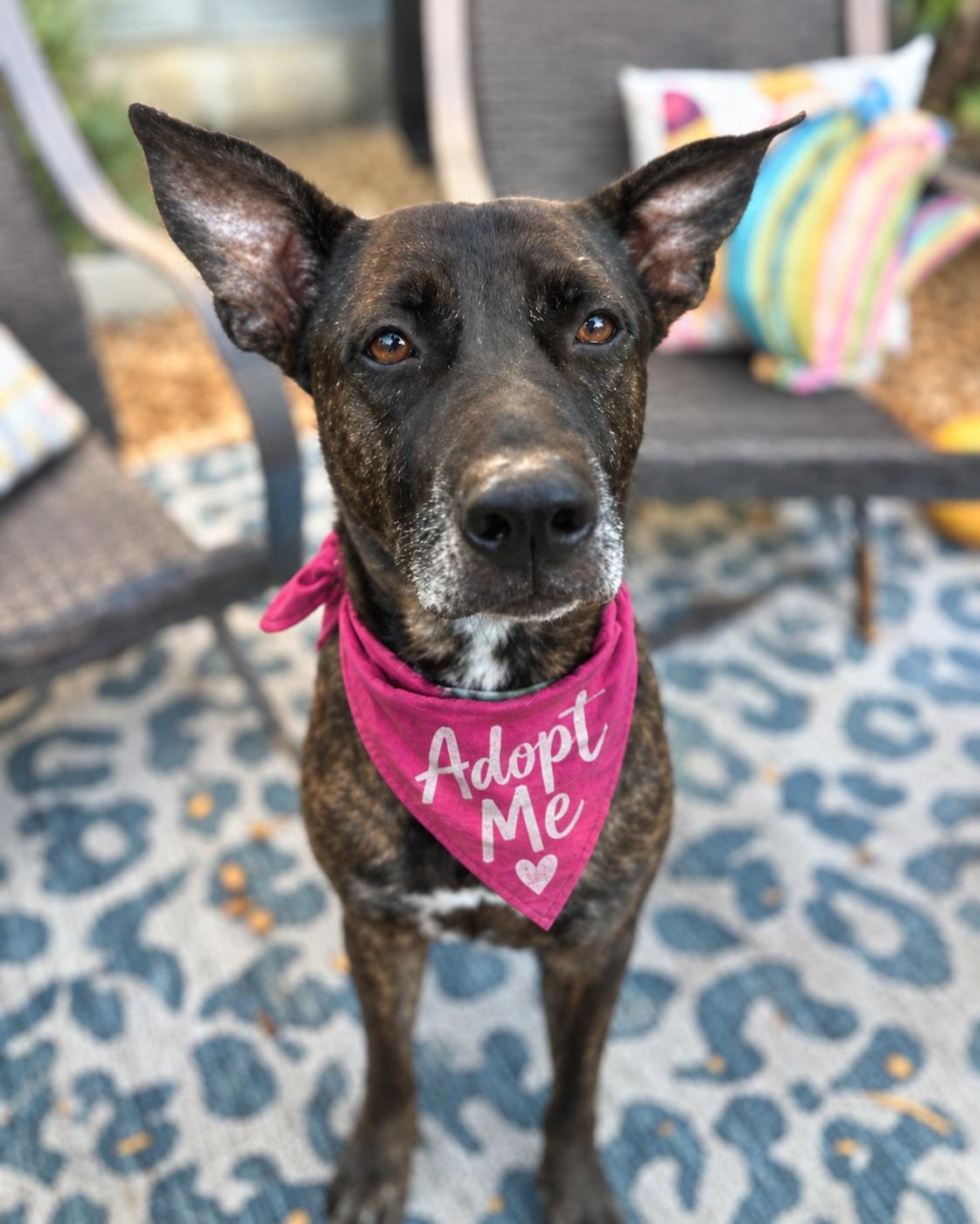 Enlarge Jordis (Sweet Girl), a Adoptable mixed breed in Valley Village, CA image 3/6