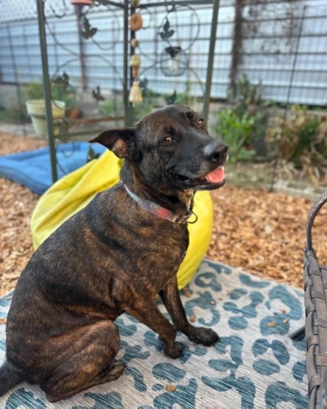 Enlarge Jordis (Sweet Girl), a Adoptable mixed breed in Valley Village, CA image 4/6