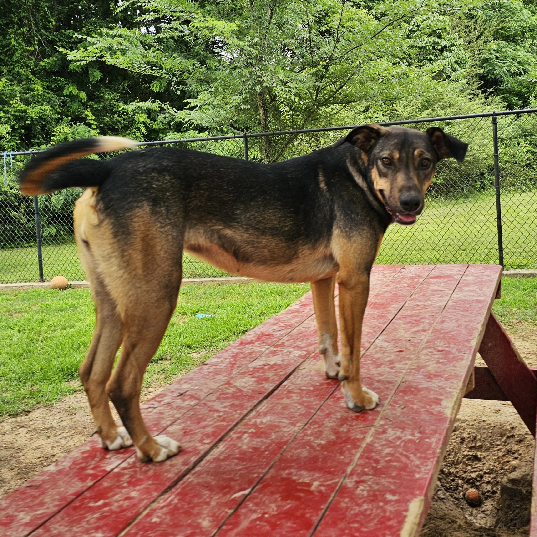 Chloe, a Adoptable Mixed Breed in Searcy, AR image 2/6
