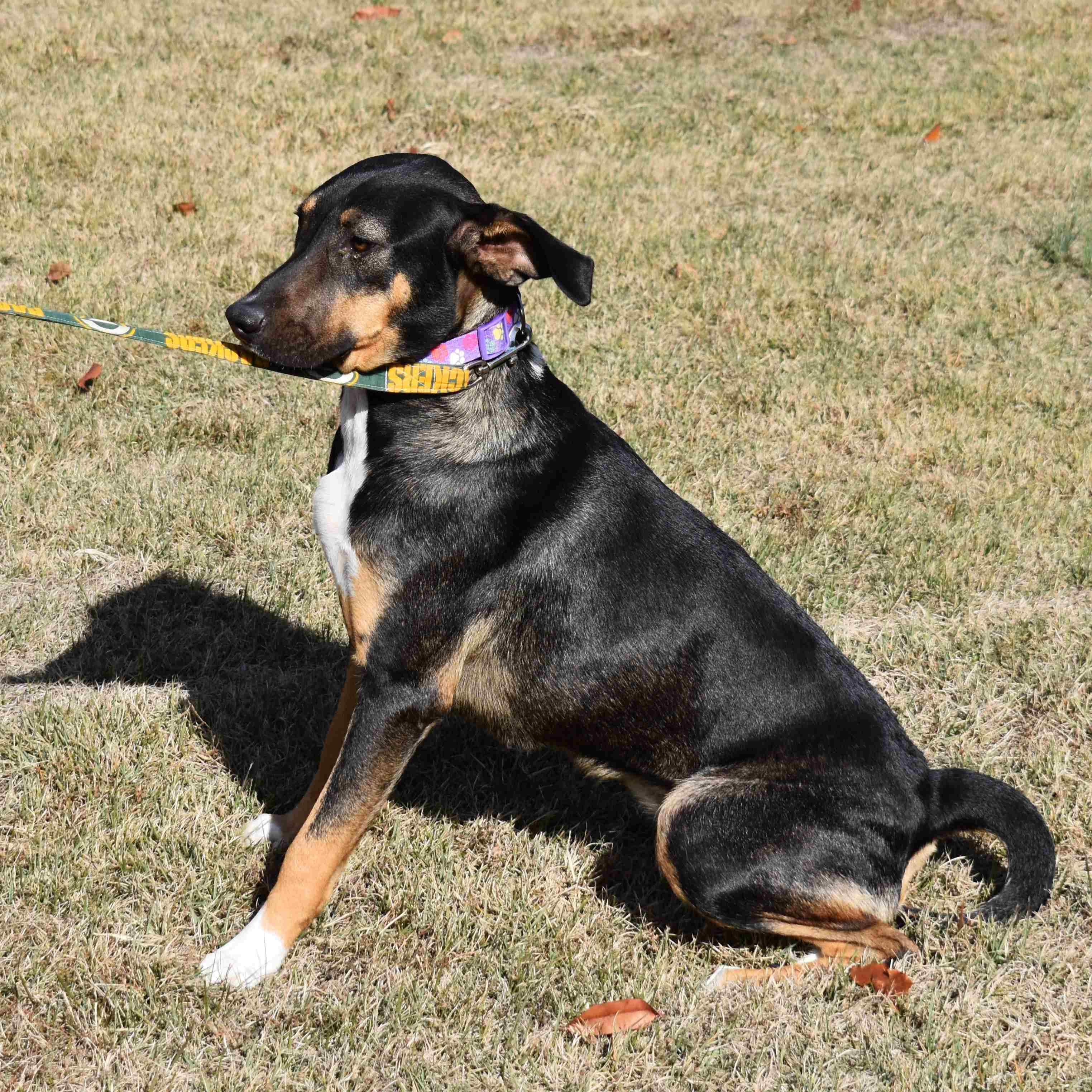 Enlarge Chloe, a Adoptable Mixed Breed in Searcy, AR image 5/6