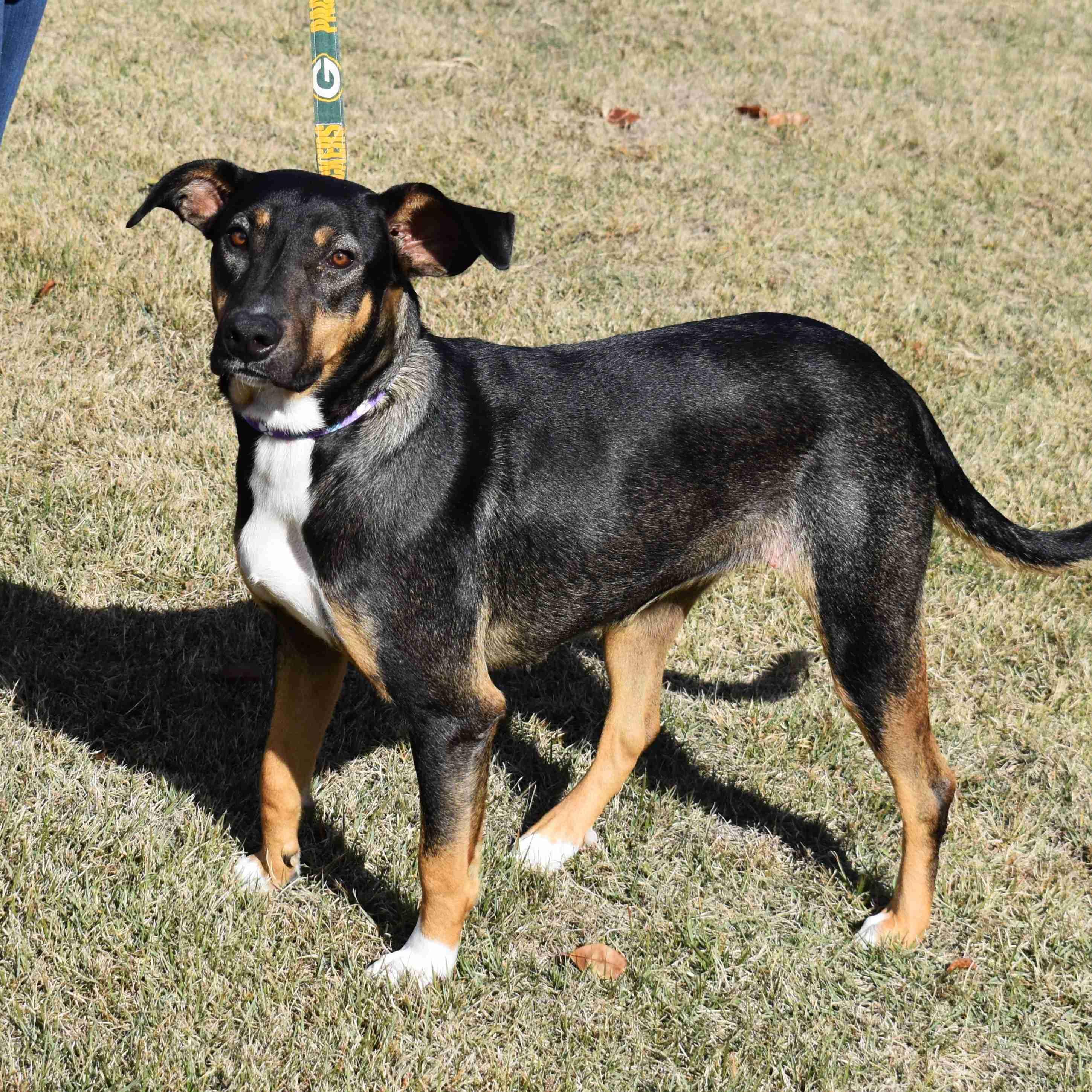 Chloe, Adoptable, Adult Female Mixed Breed.