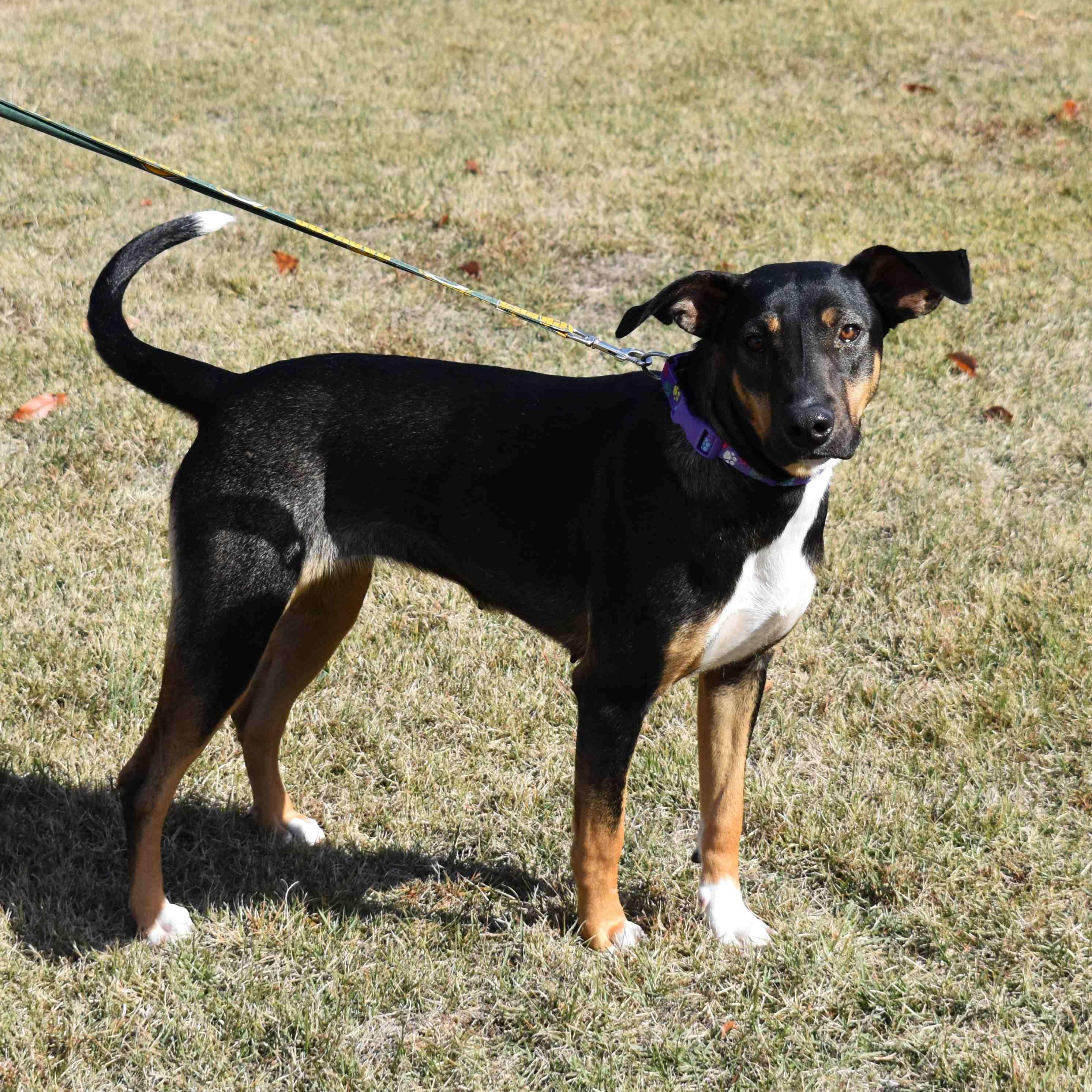 Enlarge Chloe, a Adoptable Mixed Breed in Searcy, AR image 6/6
