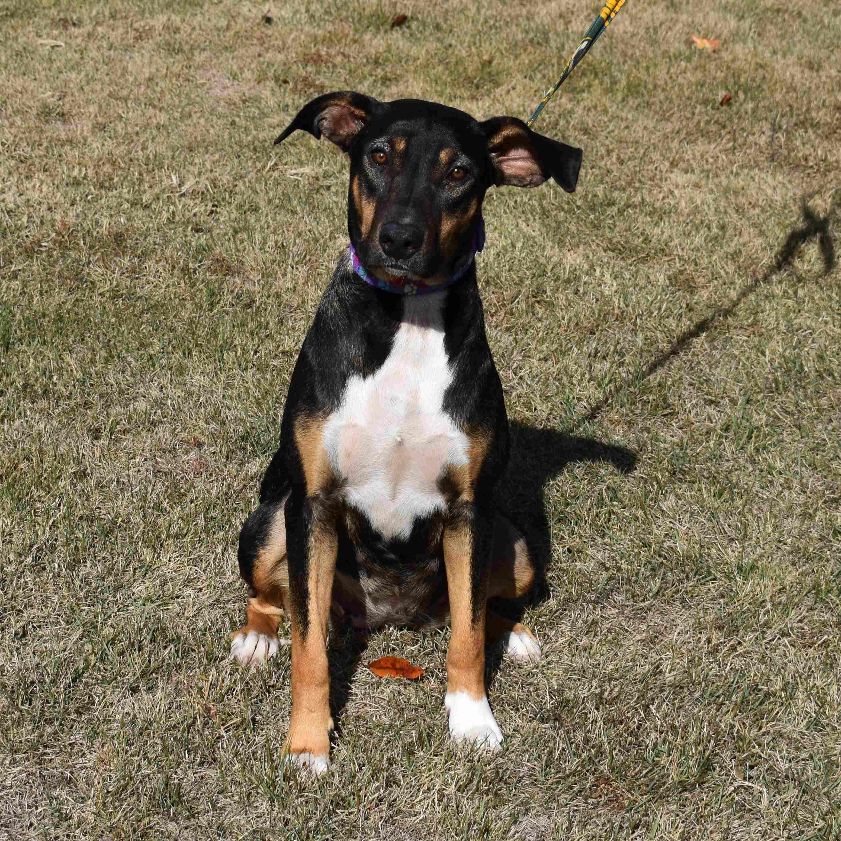 Enlarge Chloe, a Adoptable Mixed Breed in Searcy, AR image 2/6