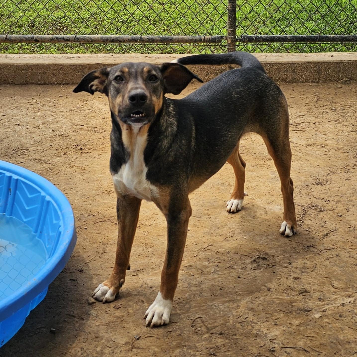 Chloe, Adoptable, Adult Female Mixed Breed.
