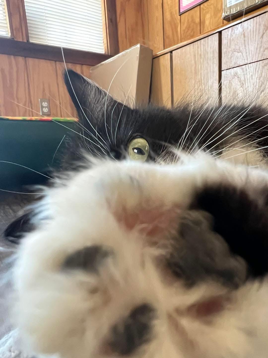 Pippa, an adopted Domestic Long Hair in Sullivan, MO image 2/3