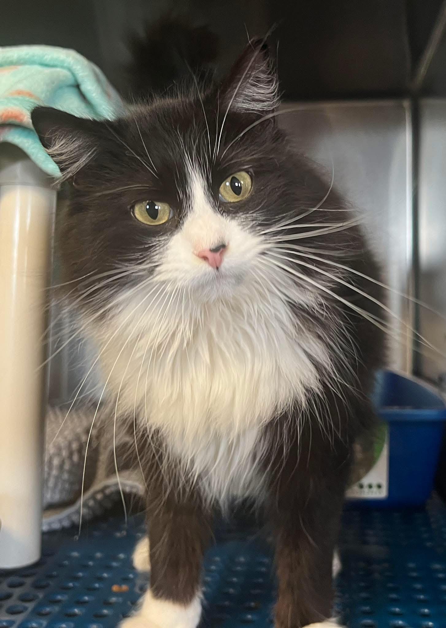 Pippa, an adopted Domestic Long Hair in Sullivan, MO image 3/3