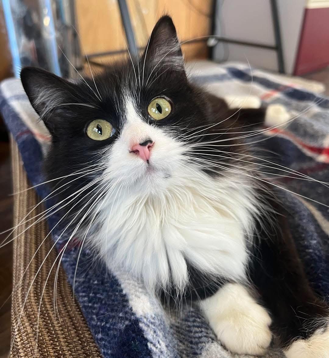 Pippa, adopted, Young Female Domestic Long Hair.