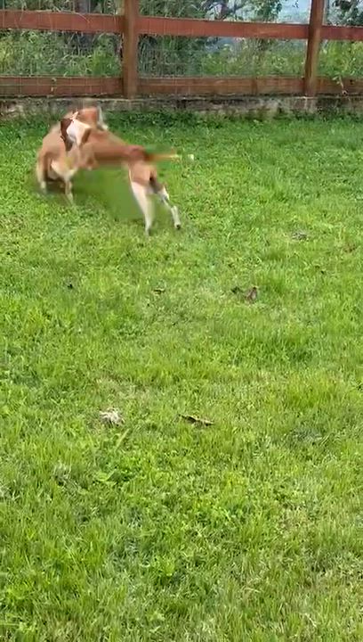 Enlarge Angelo The Angel, a Adoptable mixed breed in Boston, MA video 4/5