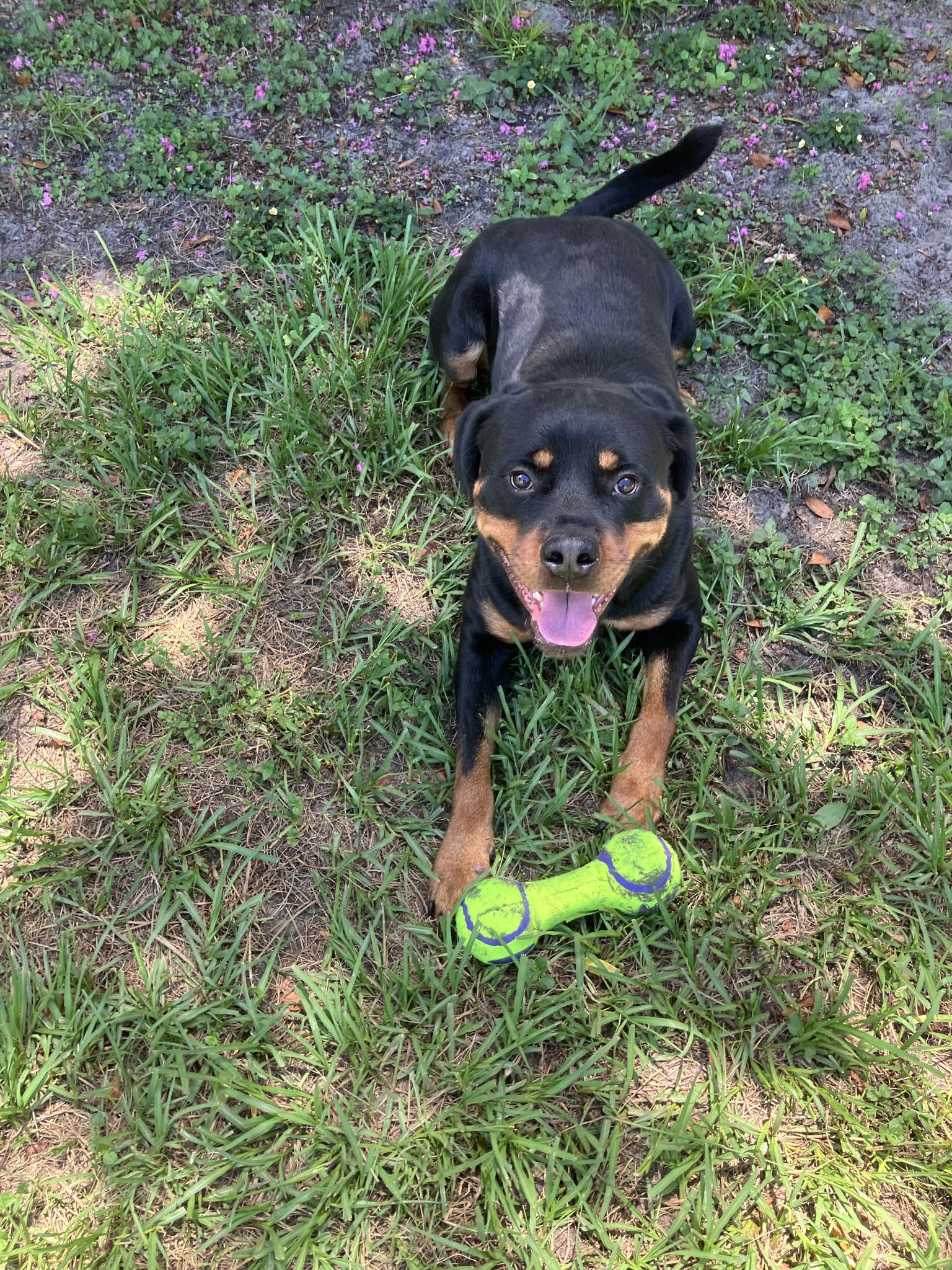 Enlarge Poe, a Adoptable Rottweiler in Deltona, FL image 1/3
