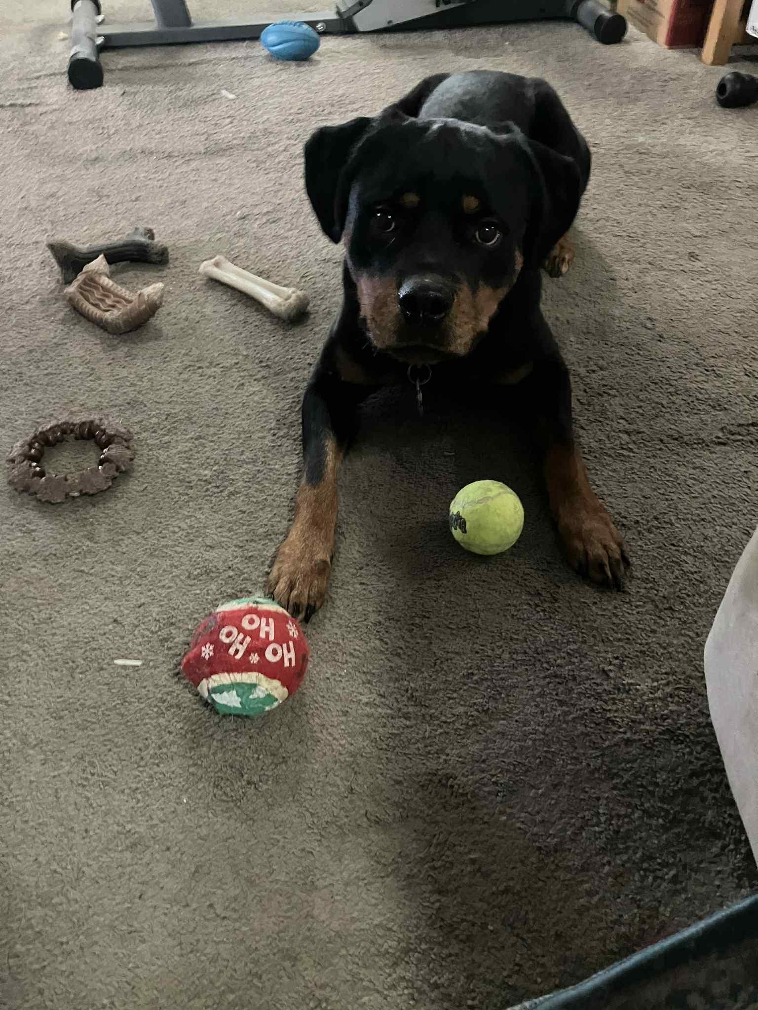 Enlarge Poe, a Adoptable Rottweiler in Deltona, FL image 2/3